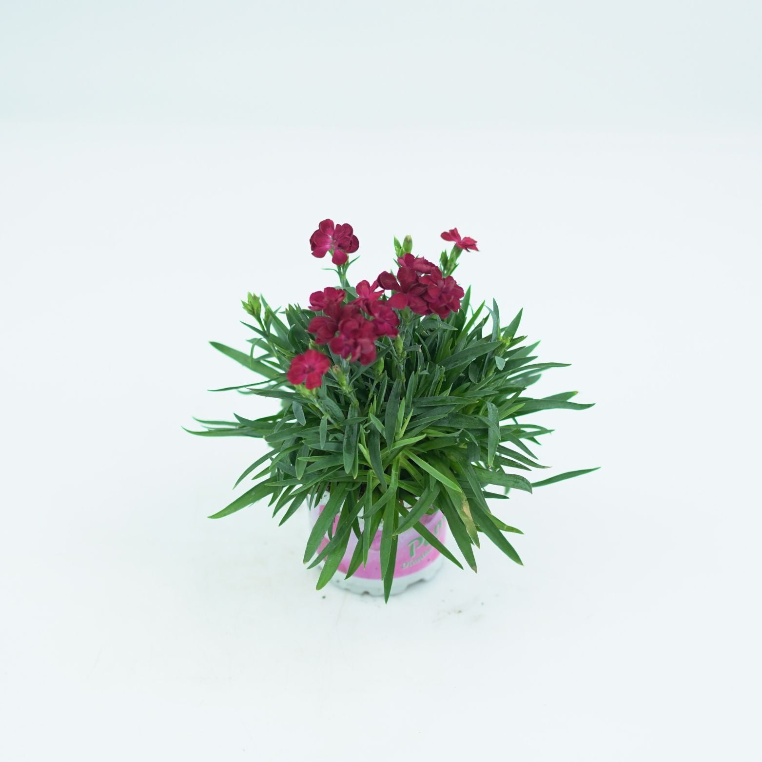 DIANTHUS CARRYOPHYLLUS 'PEMAN' Goździk