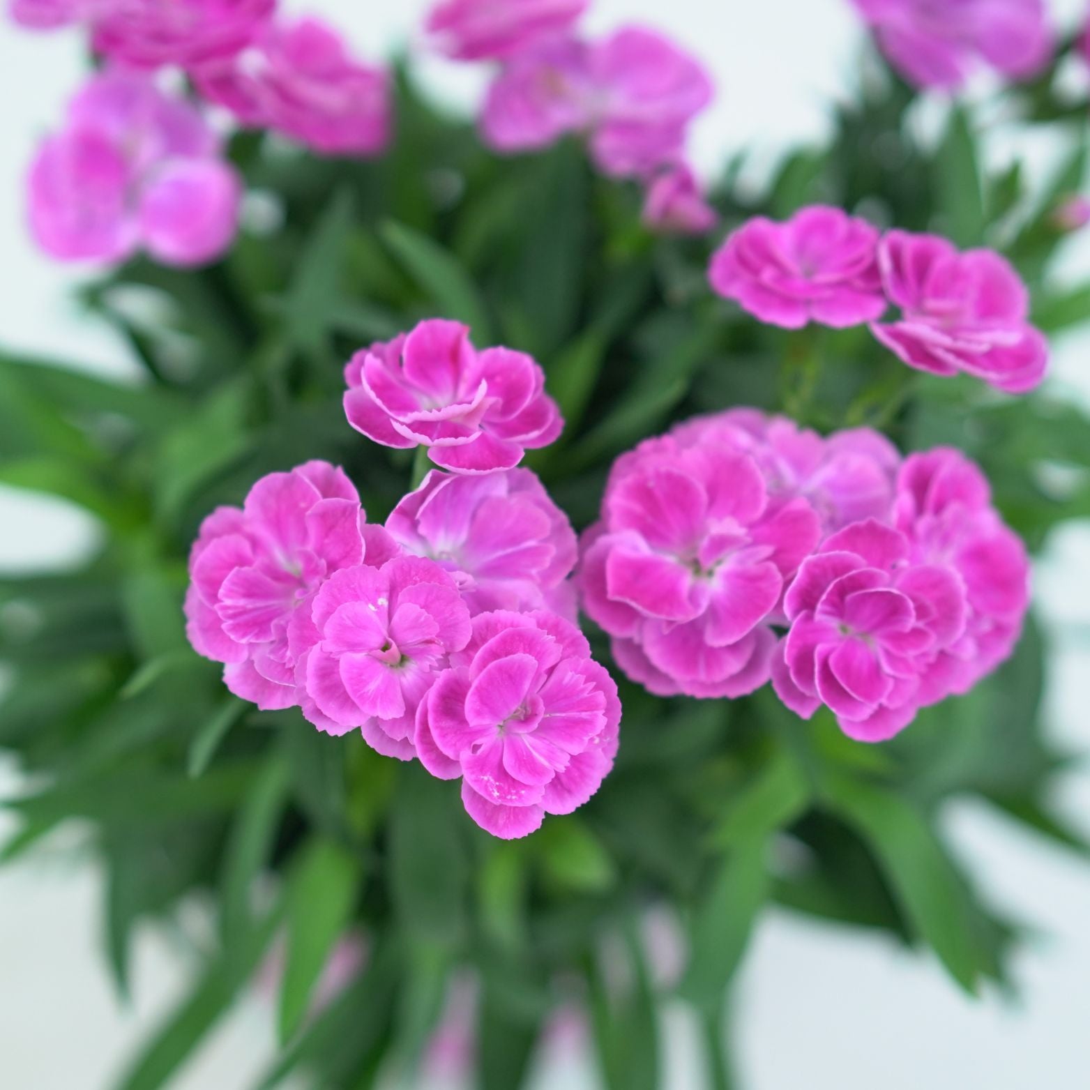 DIANTHUS CARRYOPHYLLUS 'PEMAN' Goździk