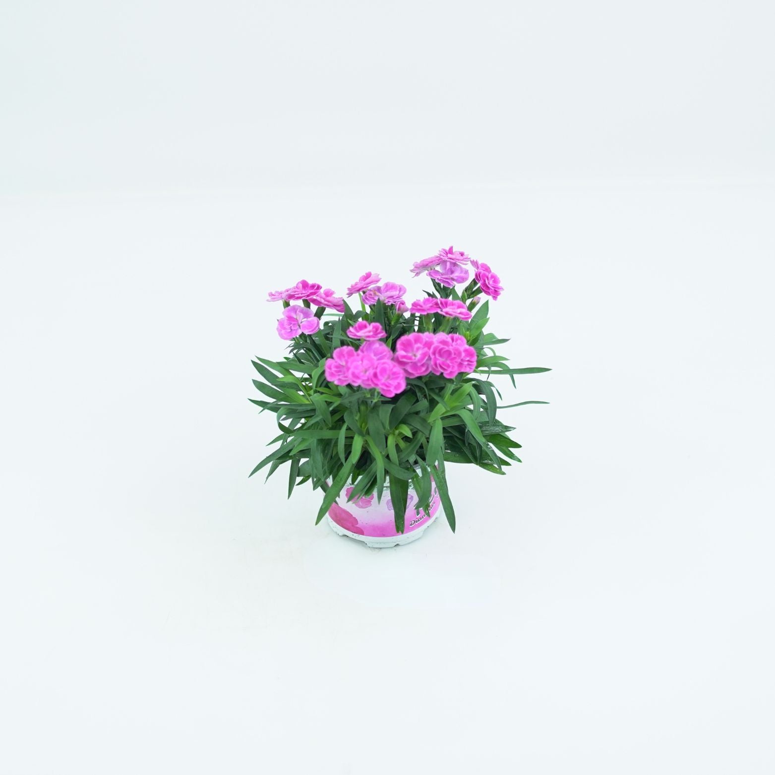 DIANTHUS CARRYOPHYLLUS 'PEMAN' Goździk