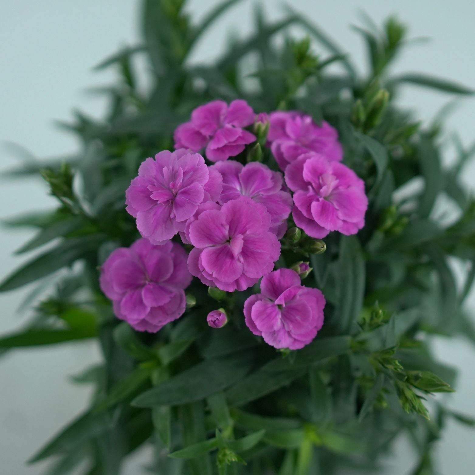 DIANTHUS CARRYOPHYLLUS 'PEMAN' Goździk