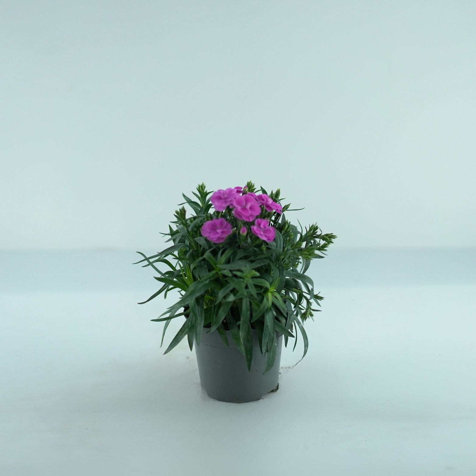DIANTHUS CARRYOPHYLLUS 'PEMAN' Goździk
