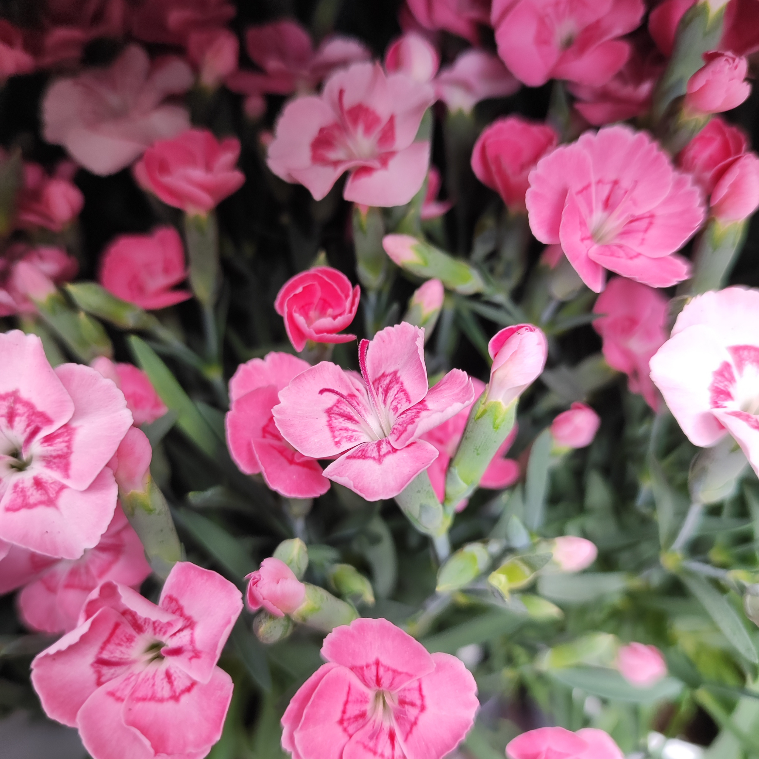 DIANTHUS CARYOPHYLLUS 'Diantica Peach Party' Goździk