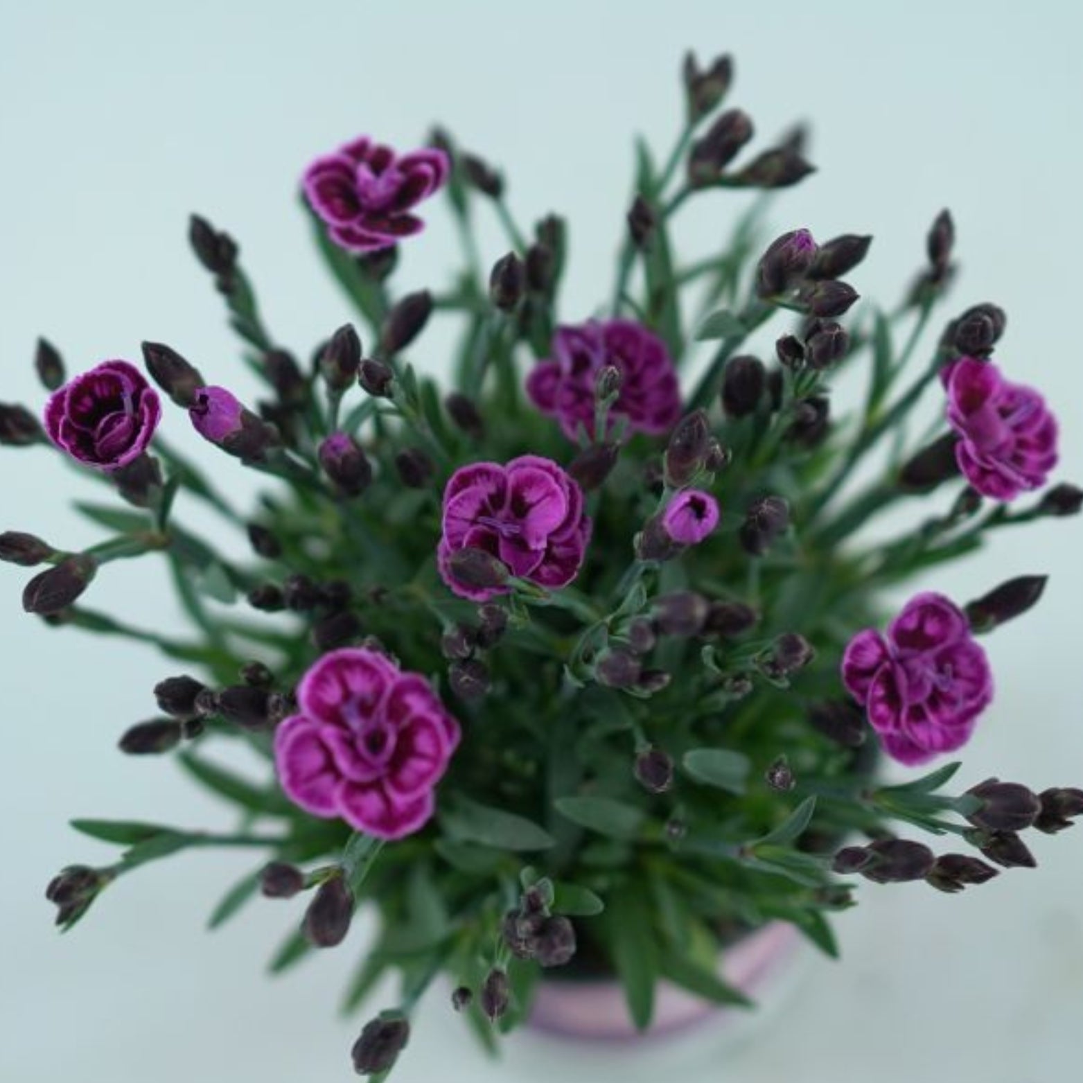 DIANTHUS CARYOPHYLLUS 'Diantica Purple Wedding' Goździk