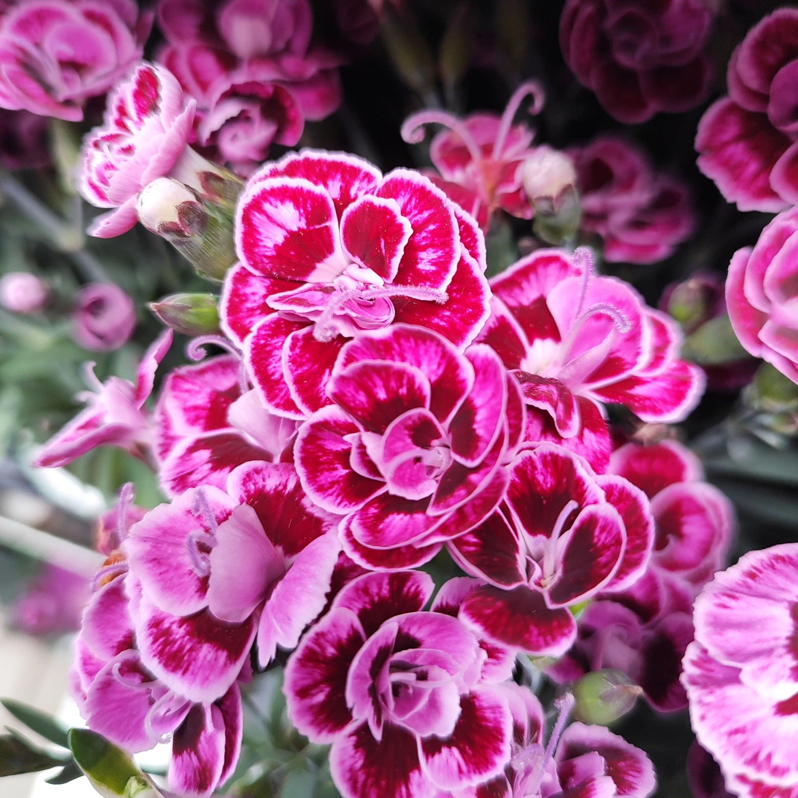 DIANTHUS CARYOPHYLLUS 'Diantica Purple Wedding' Goździk