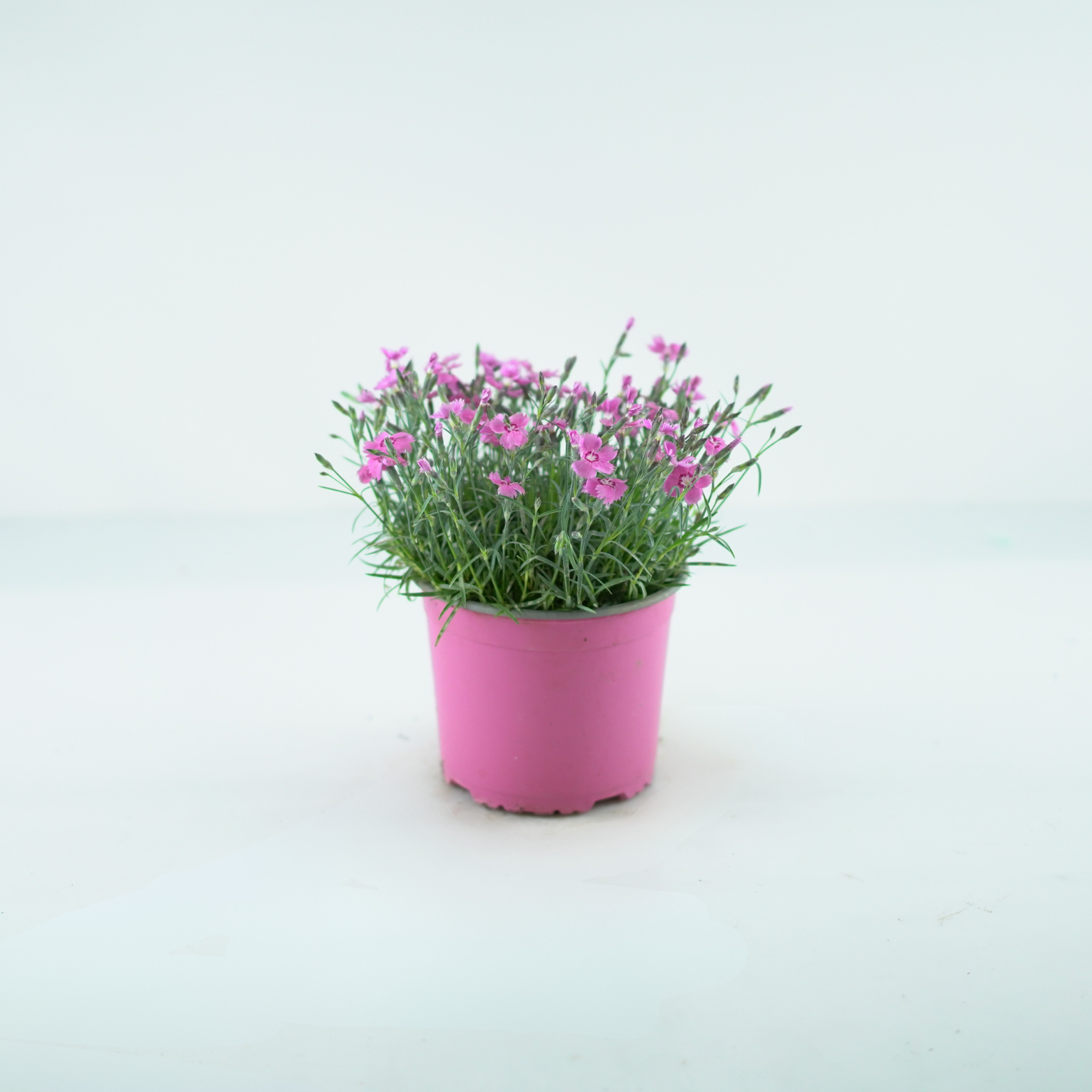 DIANTHUS CARYOPHYLLUS 'MOUNTAIN FROST' Goździk