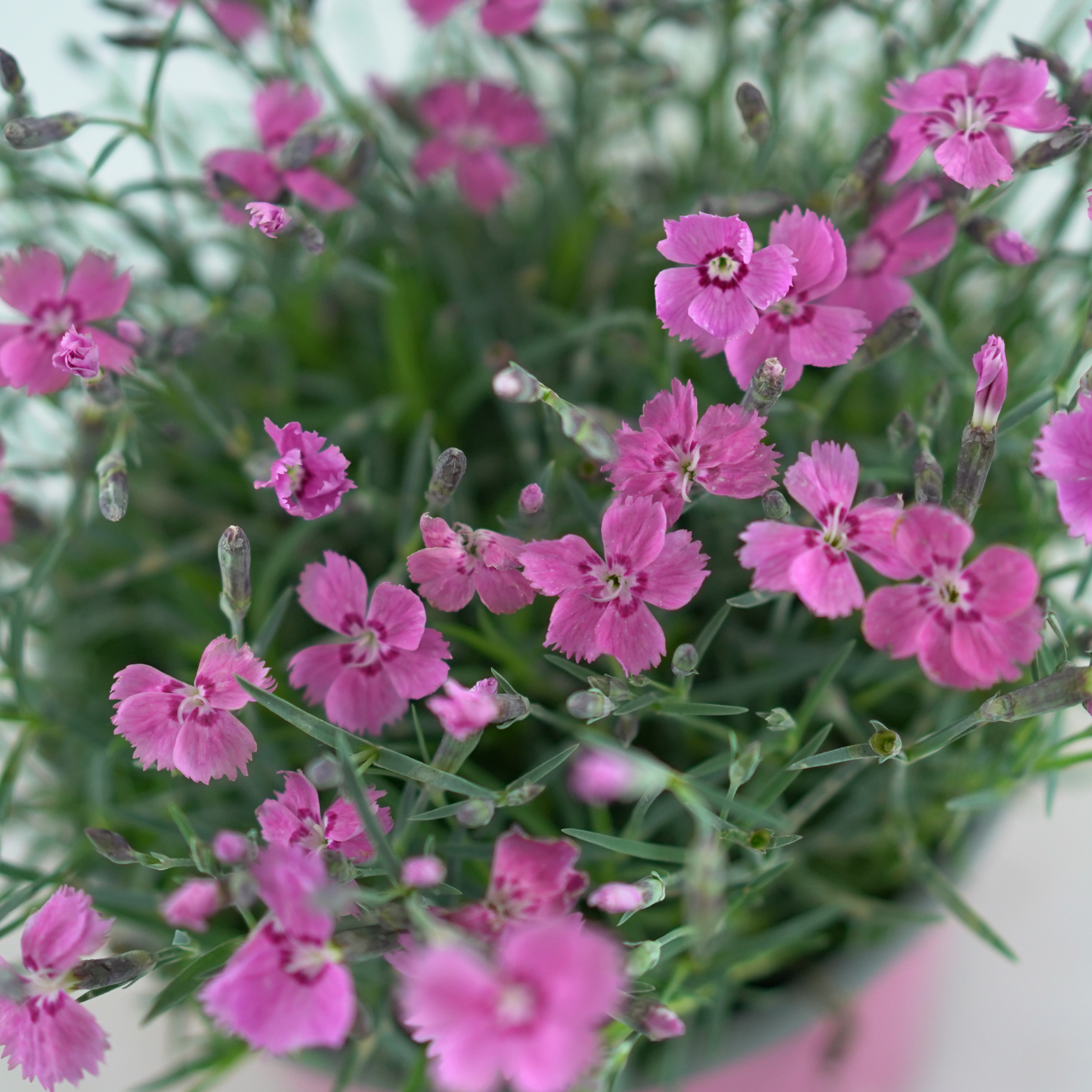 DIANTHUS CARYOPHYLLUS 'MOUNTAIN FROST' Goździk