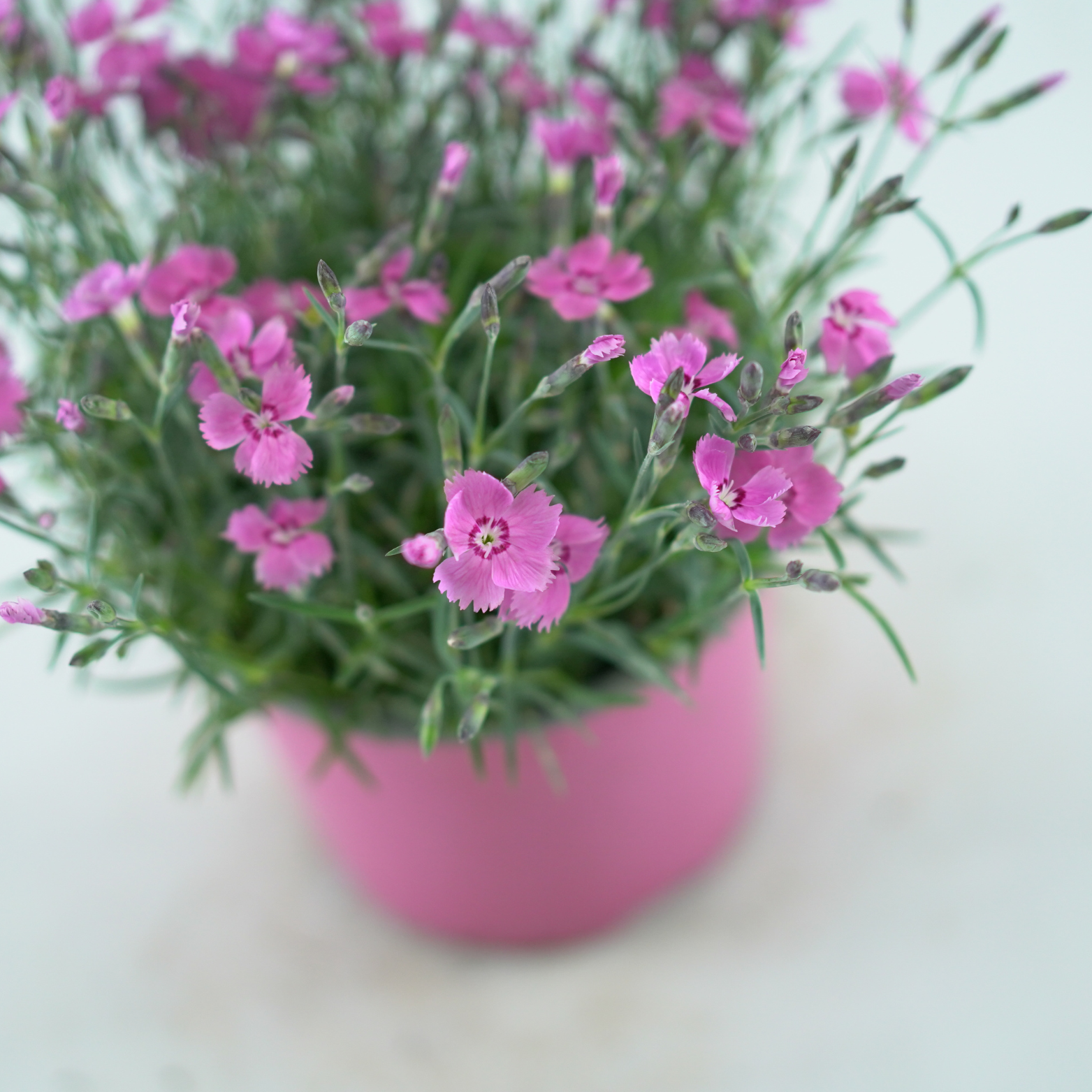 DIANTHUS CARYOPHYLLUS 'MOUNTAIN FROST' Goździk