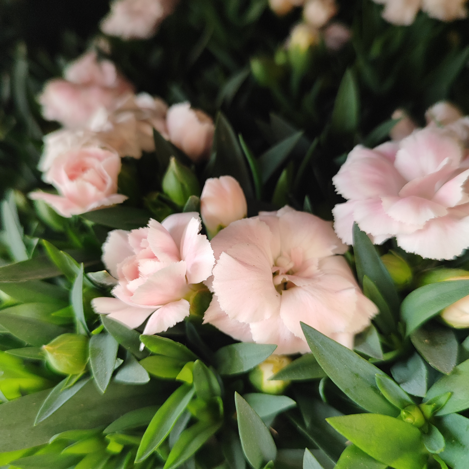 DIANTHUS CARYOPHYLLUS 'OSCAR' Goździk dwa kolory