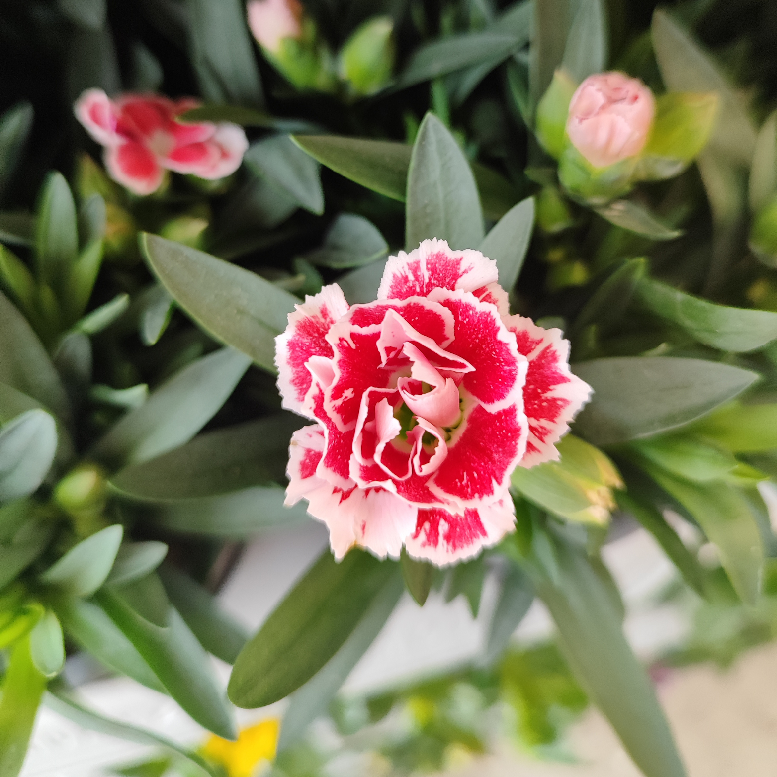 DIANTHUS CARYOPHYLLUS 'OSCAR' Goździk dwa kolory