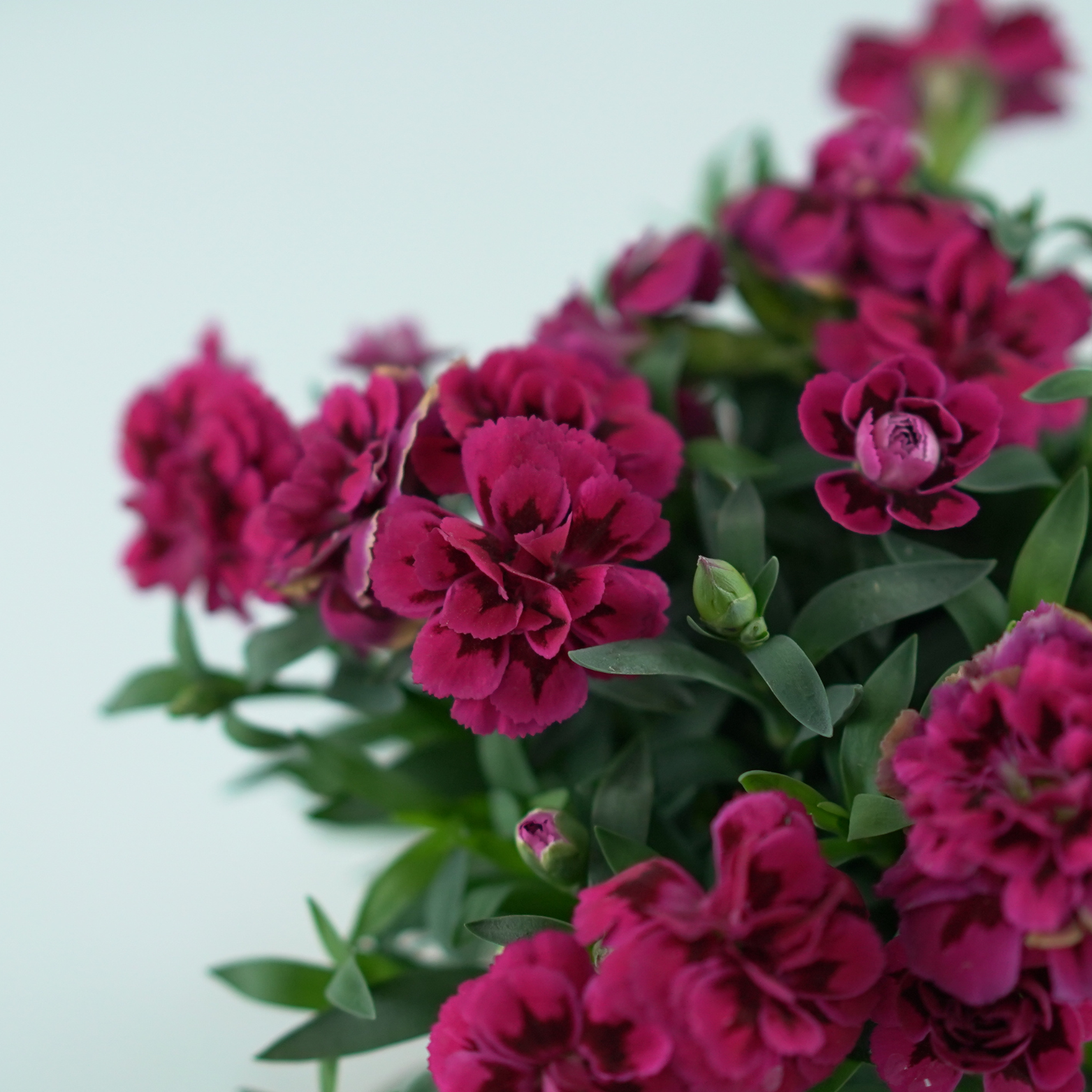 DIANTHUS CARYOPHYLLUS 'OSCAR PURPLE WINGS' Goździk