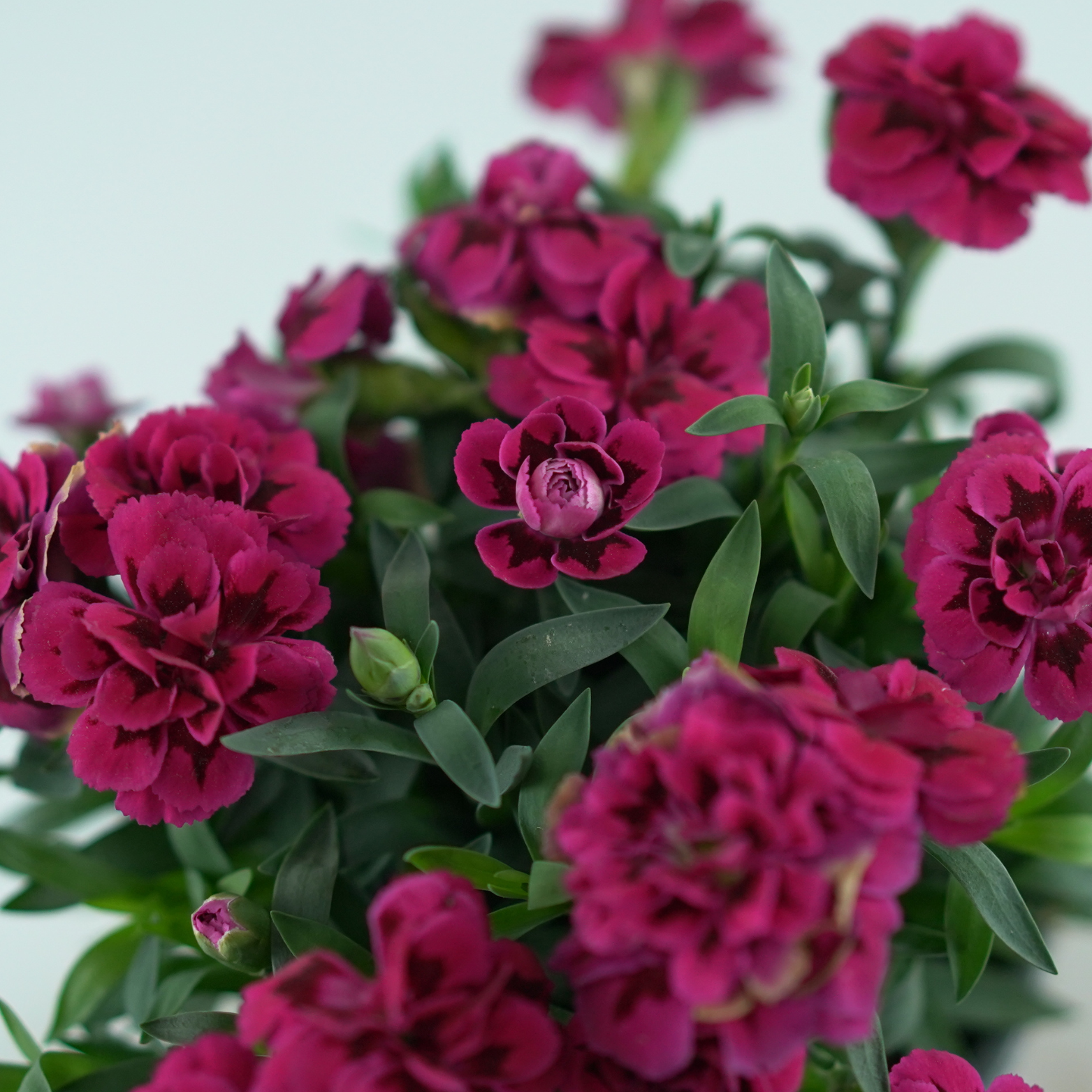 DIANTHUS CARYOPHYLLUS 'OSCAR PURPLE WINGS' Goździk