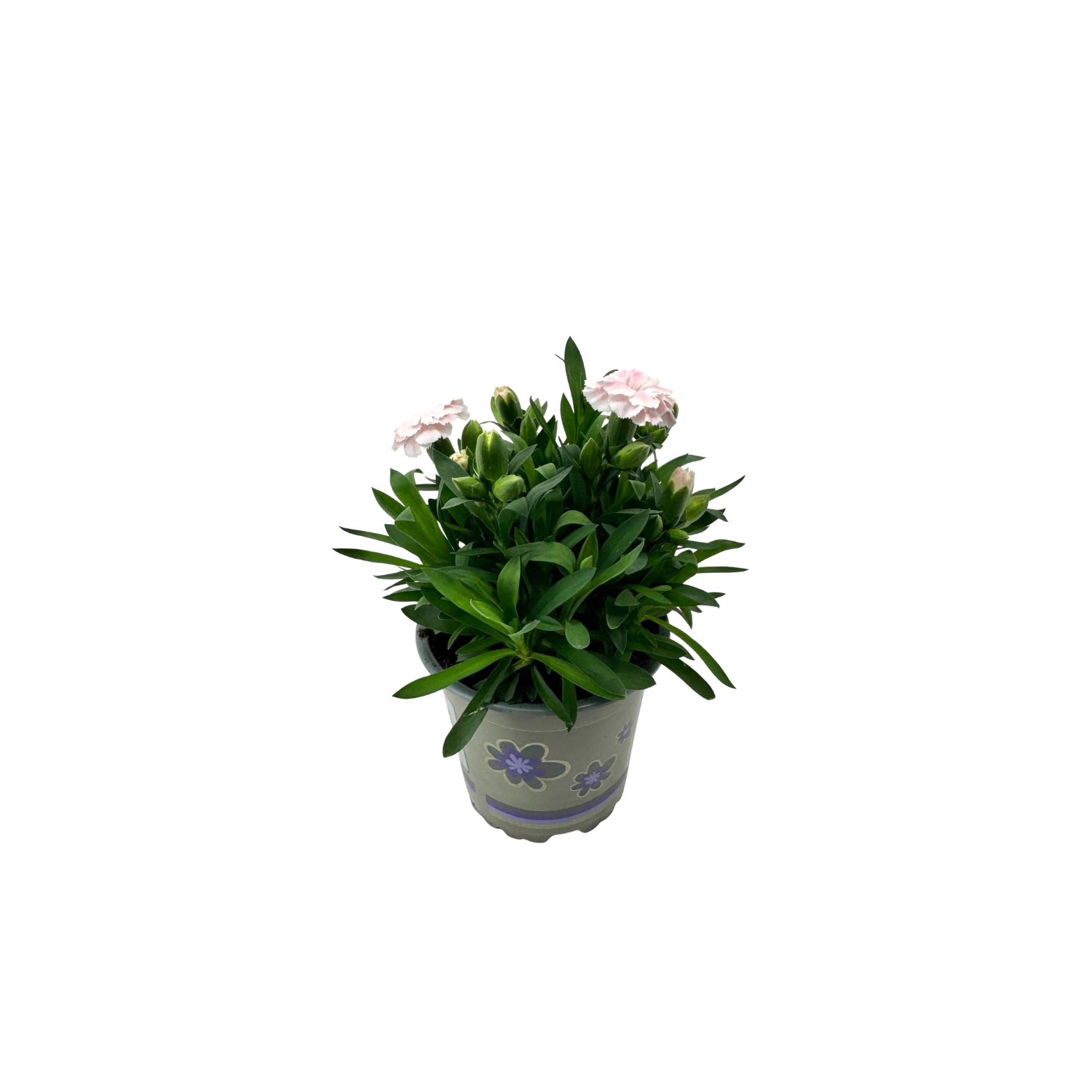 DIANTHUS CARYOPHYLLUS 'OSCAR' Goździk dwa kolory