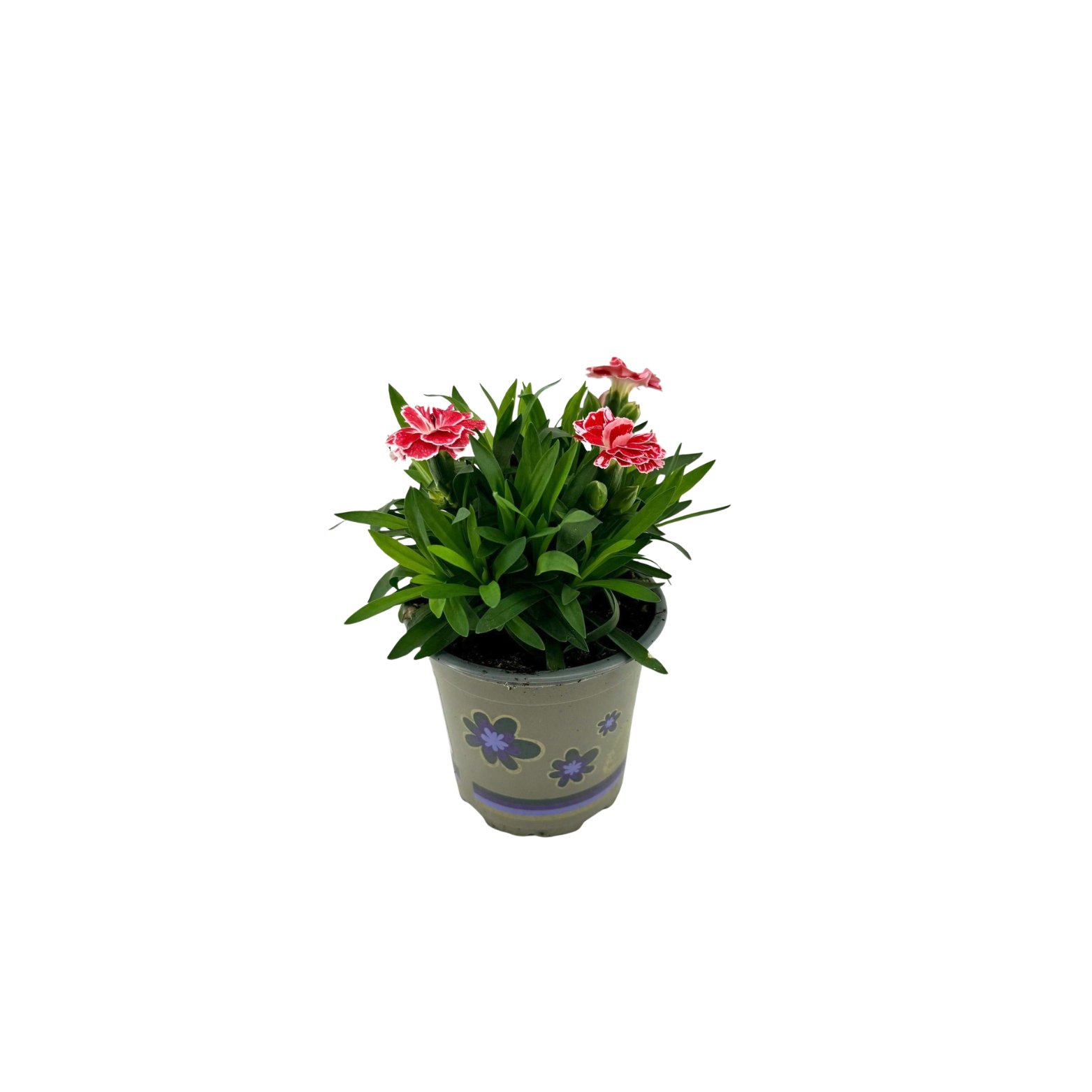 DIANTHUS CARYOPHYLLUS 'OSCAR' Goździk dwa kolory