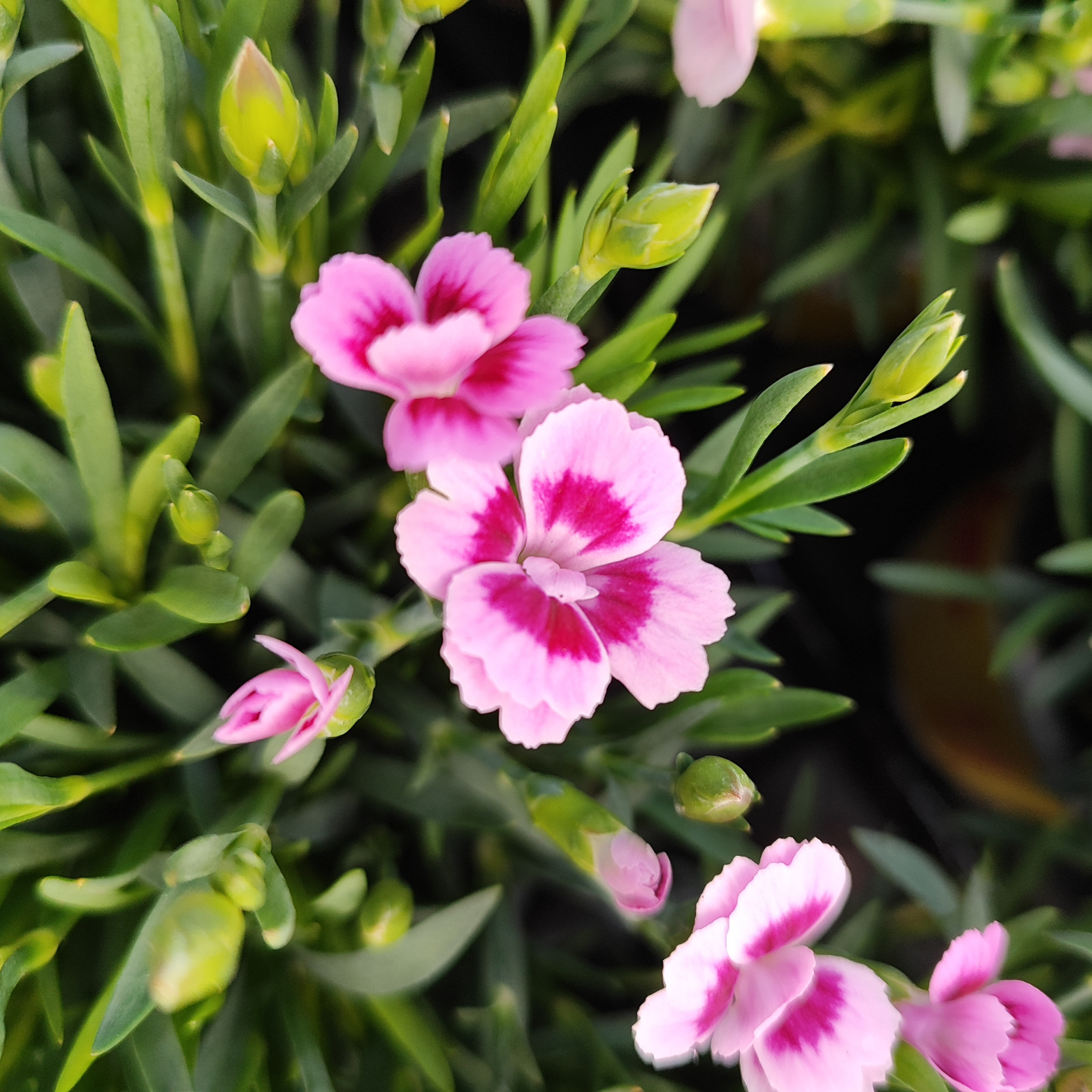 DIANTHUS CARYOPHYLLUS 'PINK KISSES' Goździk