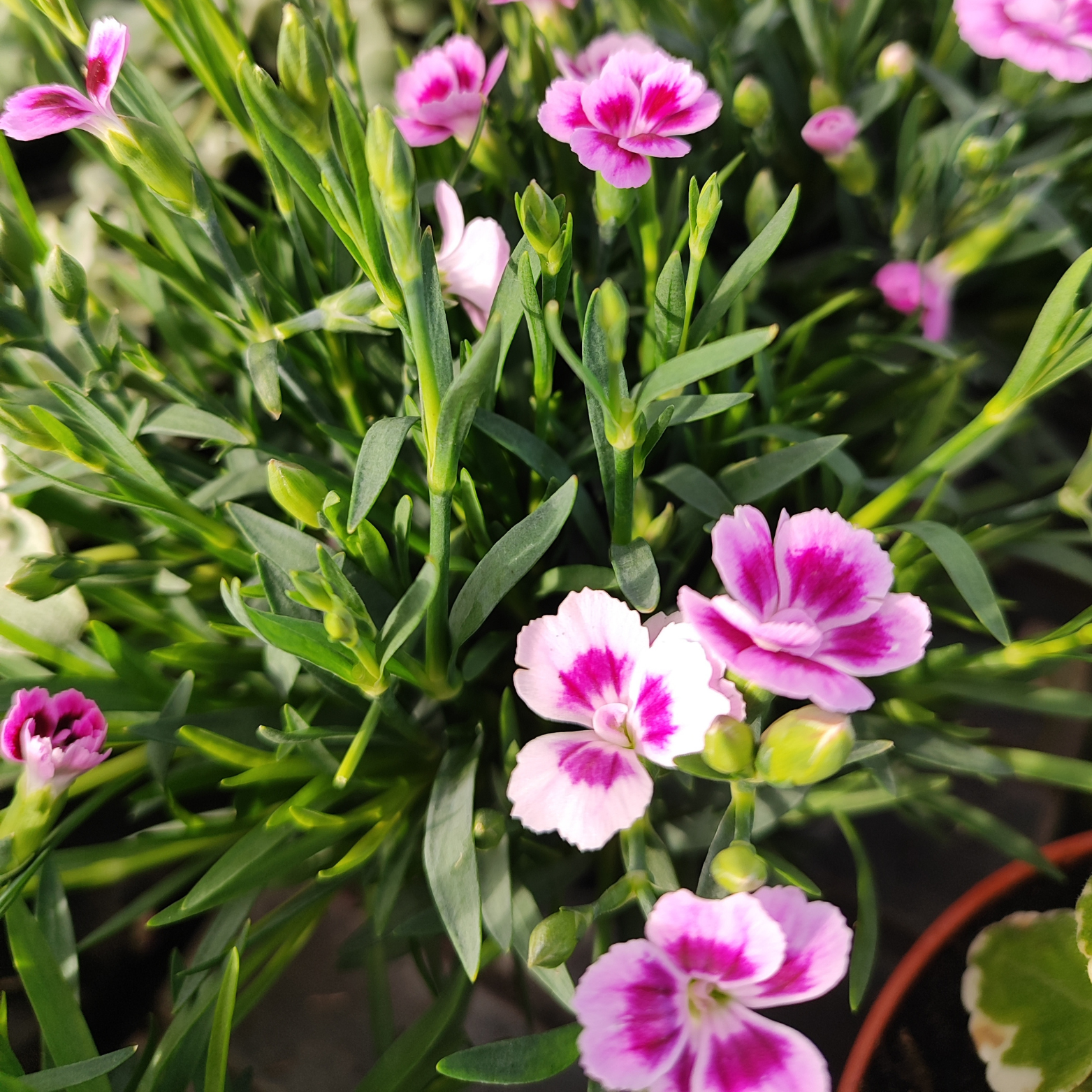 DIANTHUS CARYOPHYLLUS 'PINK KISSES' Goździk