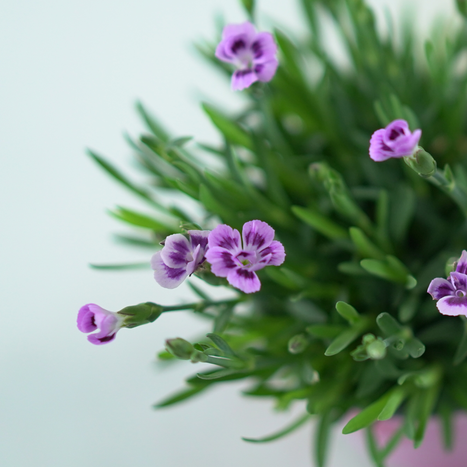 DIANTHUS CARYOPHYLLUS 'PINK KISSES' Goździk