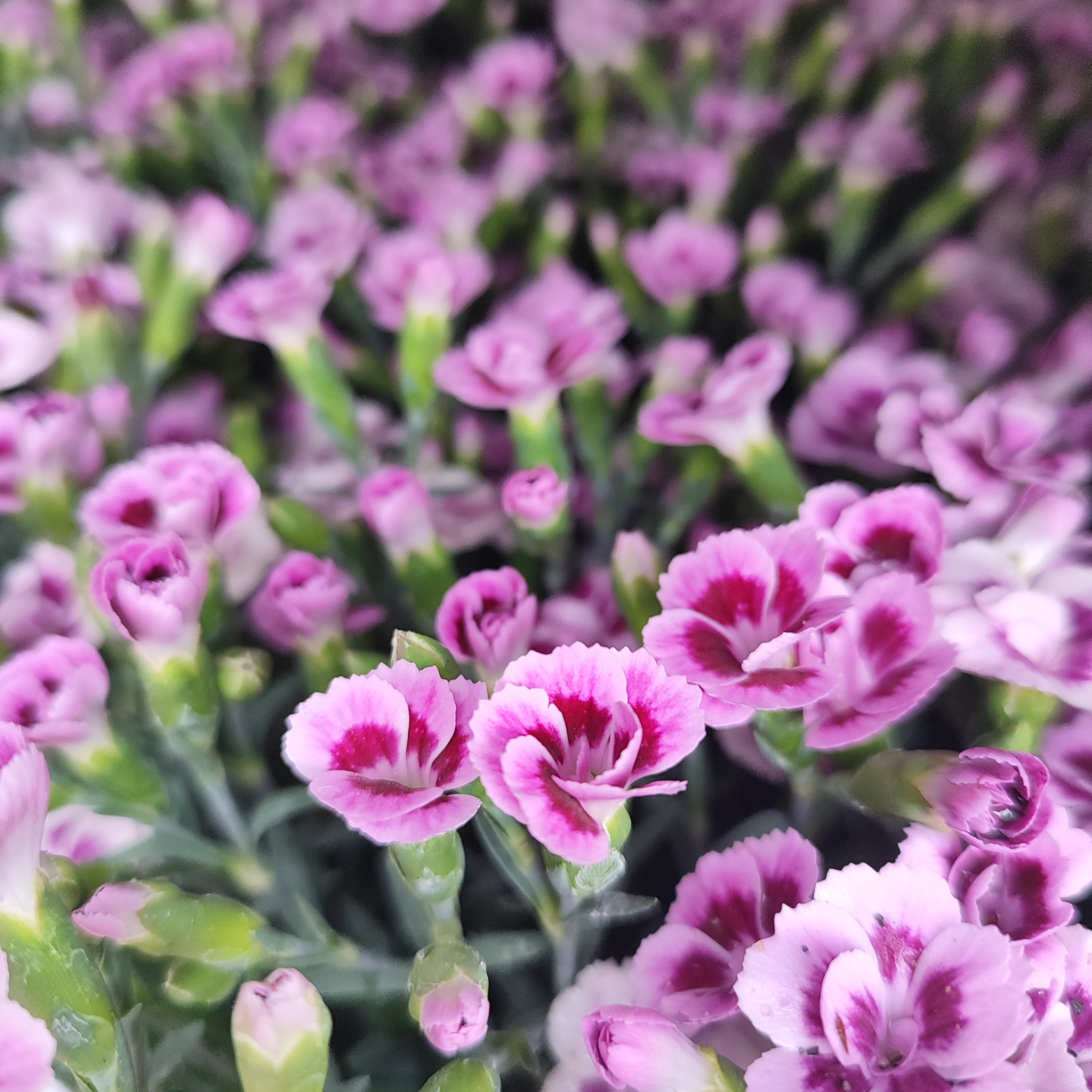DIANTHUS CARYOPHYLLUS 'PINK KISSES' Goździk