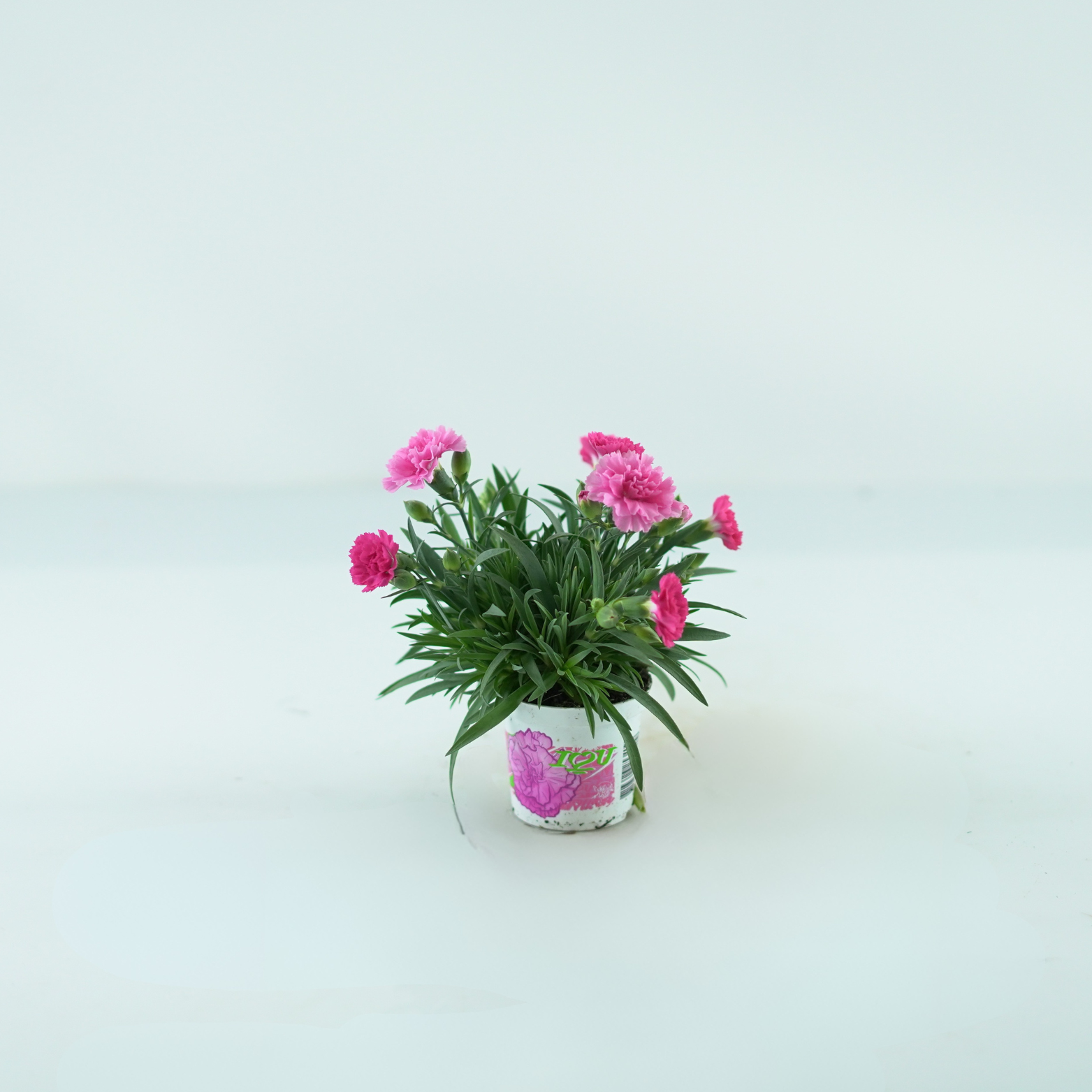 DIANTHUS 'I LOVE YOU' Goździk