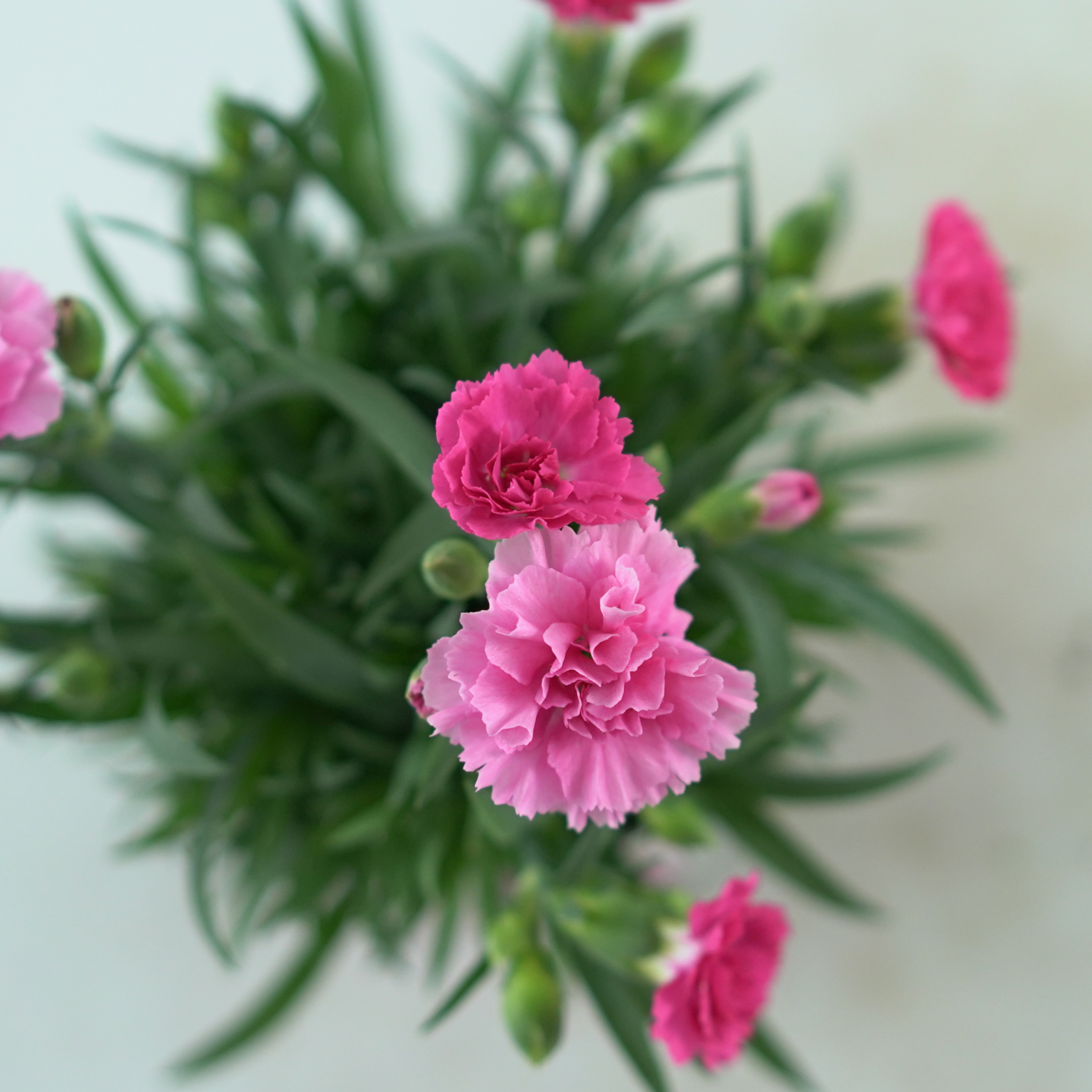 DIANTHUS 'I LOVE YOU' Goździk