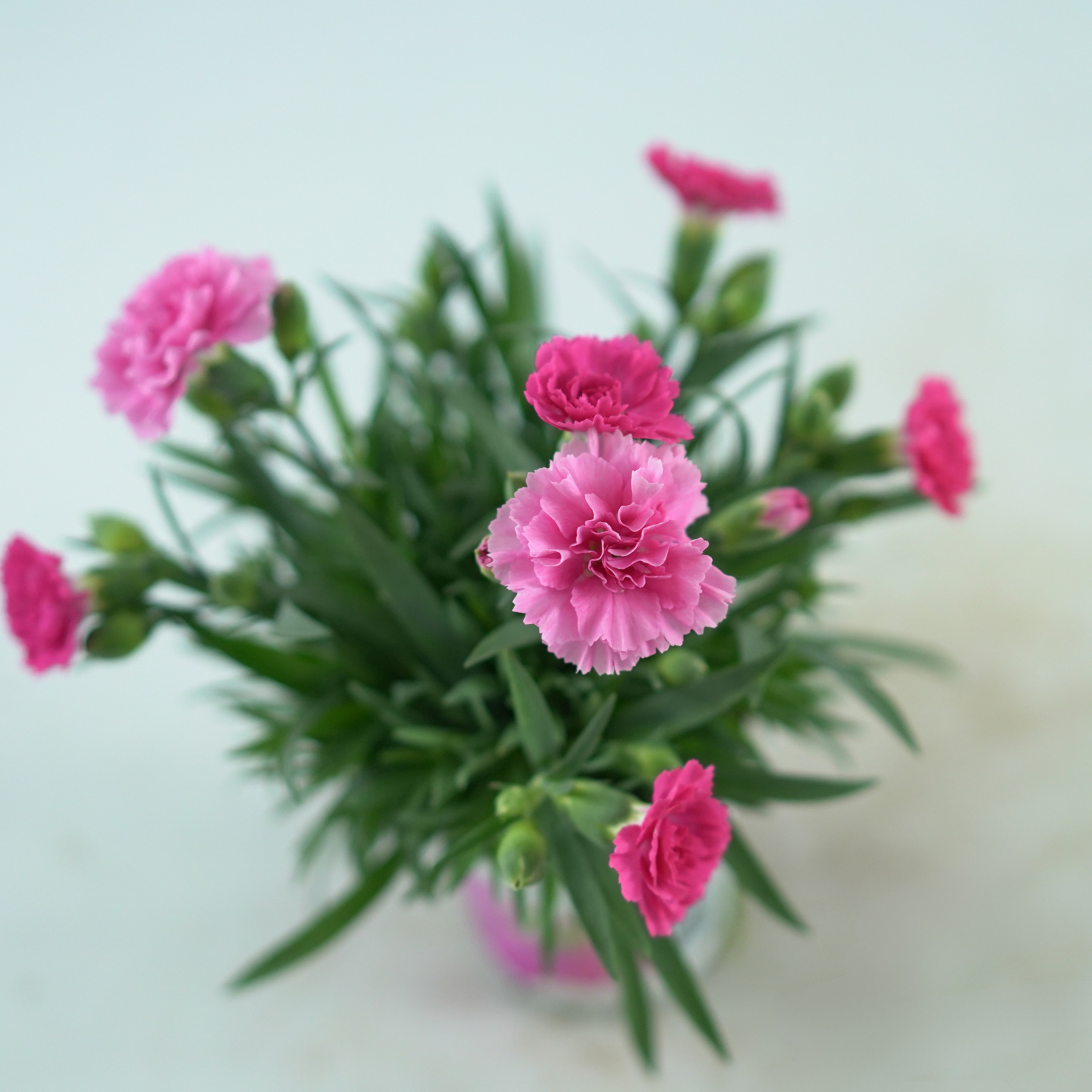 DIANTHUS 'I LOVE YOU' Goździk