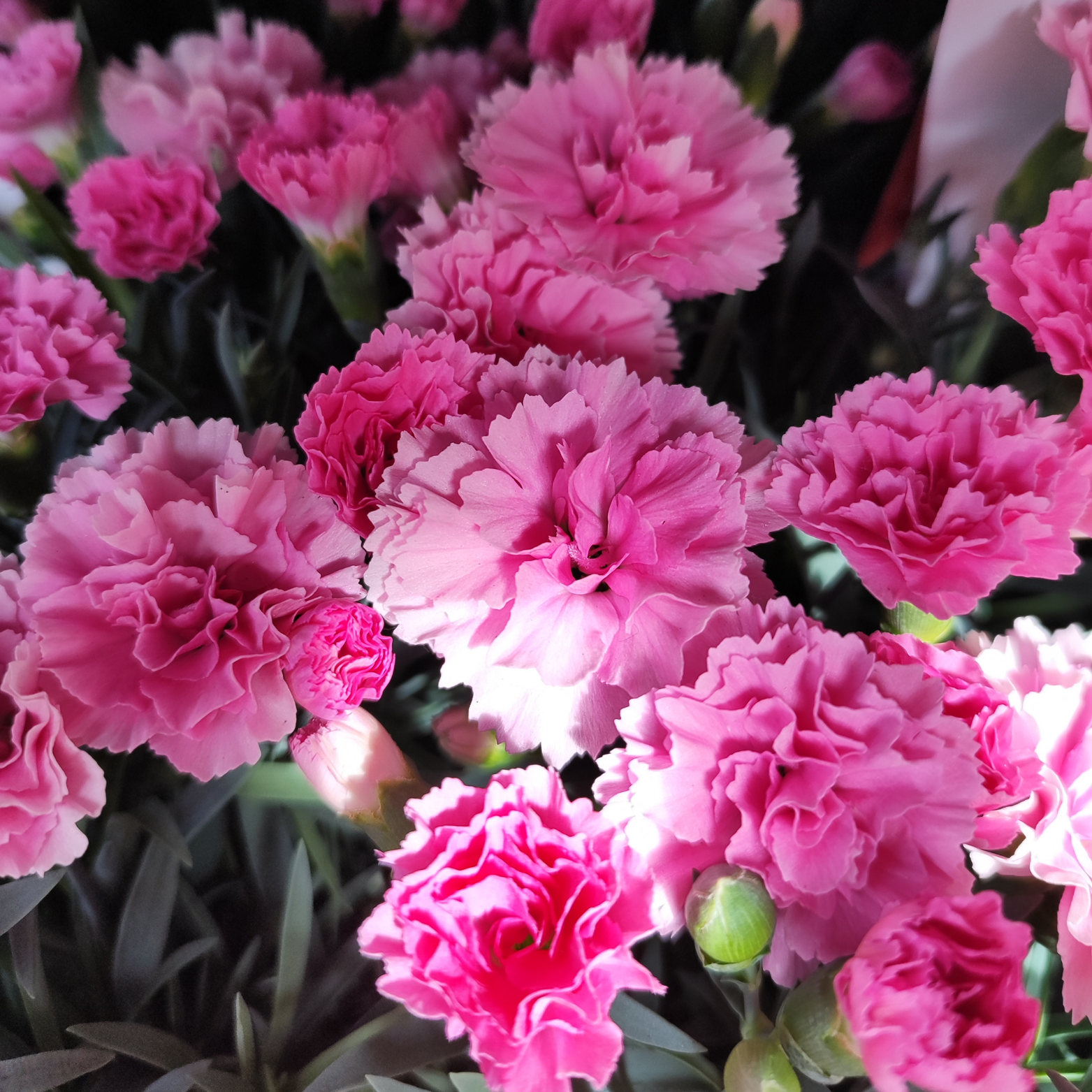 DIANTHUS 'I LOVE YOU' Goździk
