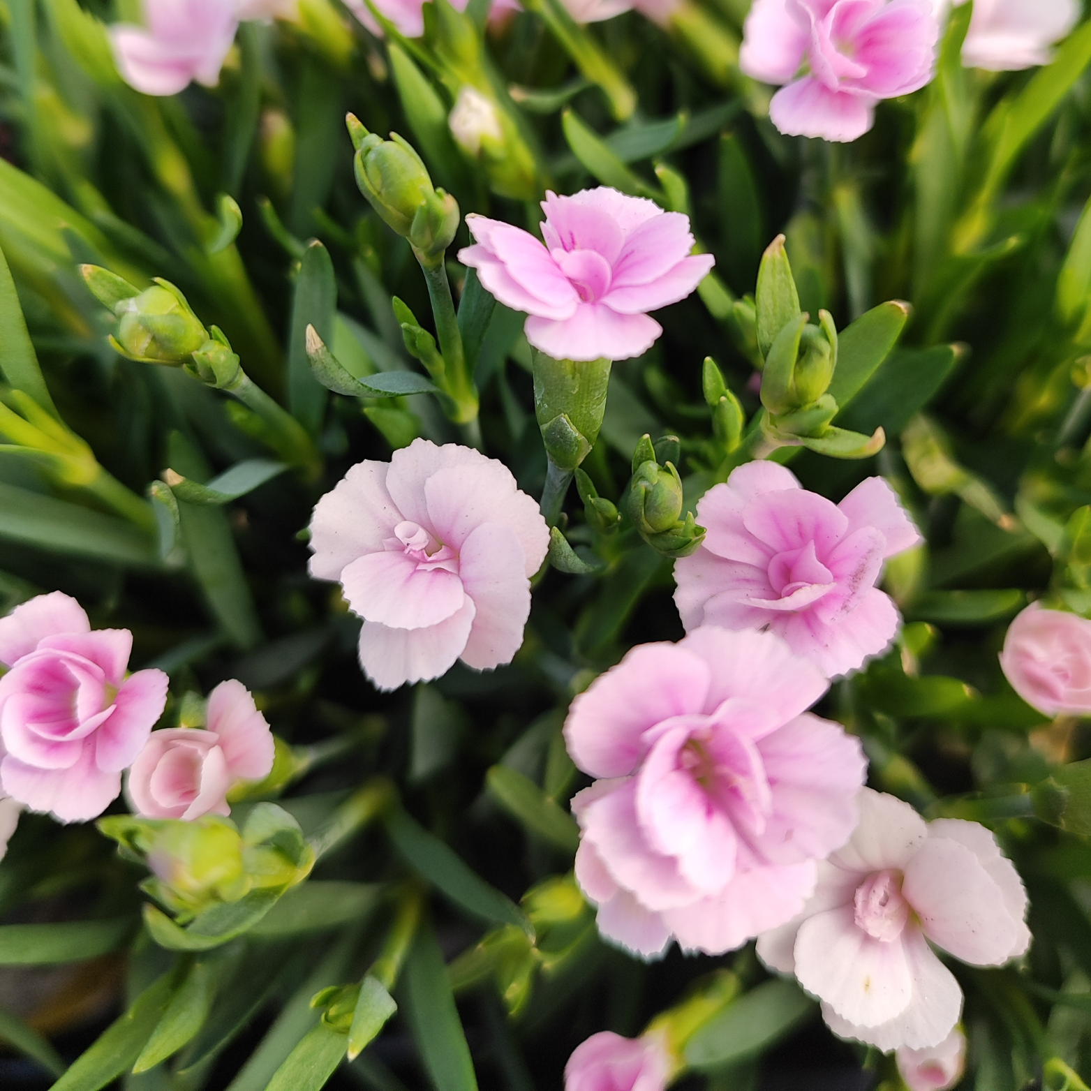 DIANTHUS 'LUCKY LIPS' Goździk
