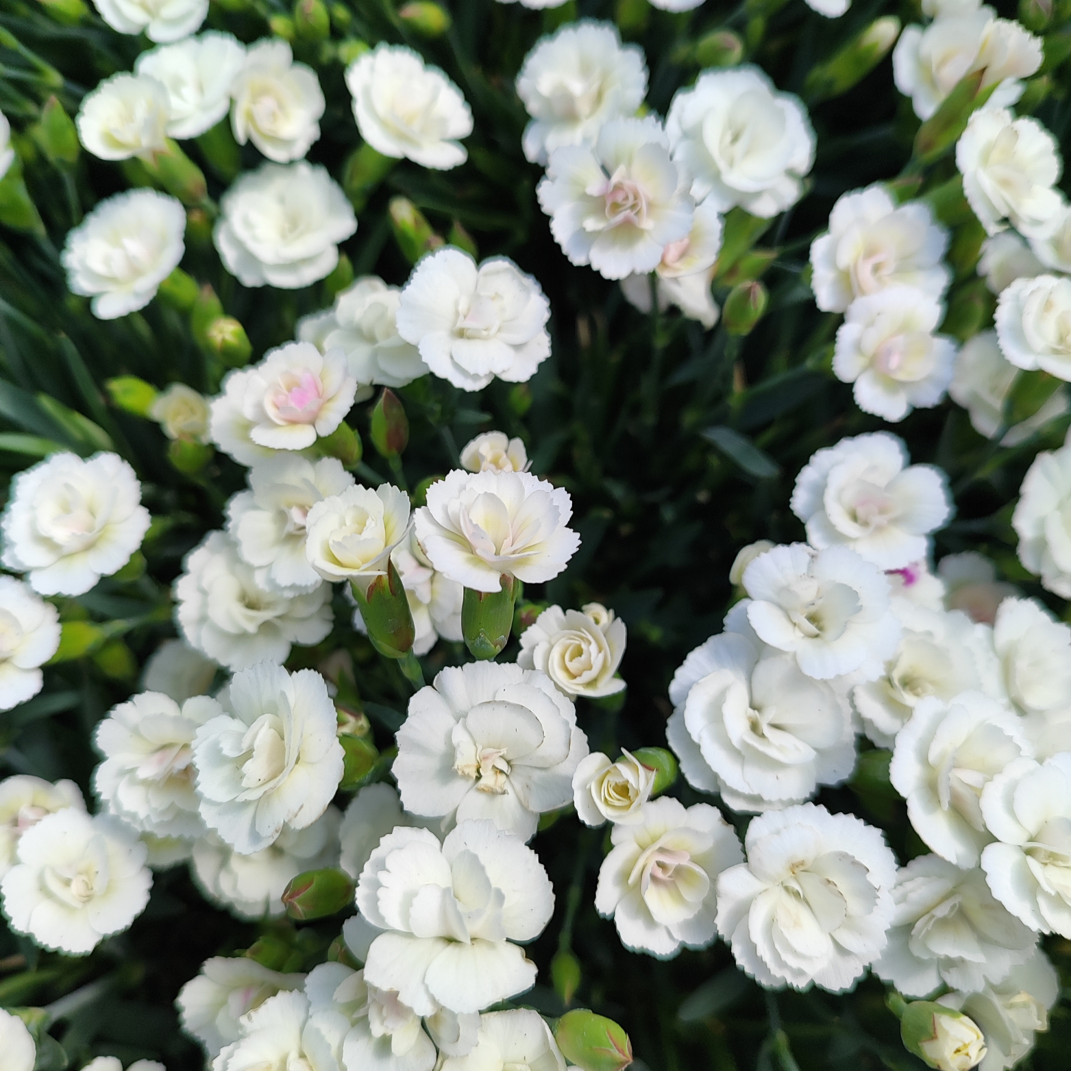 DIANTHUS 'LUCKY LIPS' Goździk