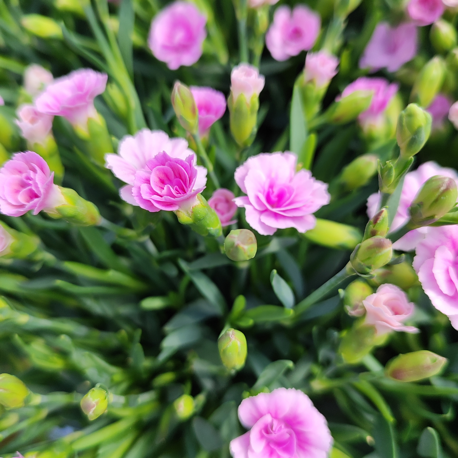 DIANTHUS 'LUCKY LIPS' Goździk