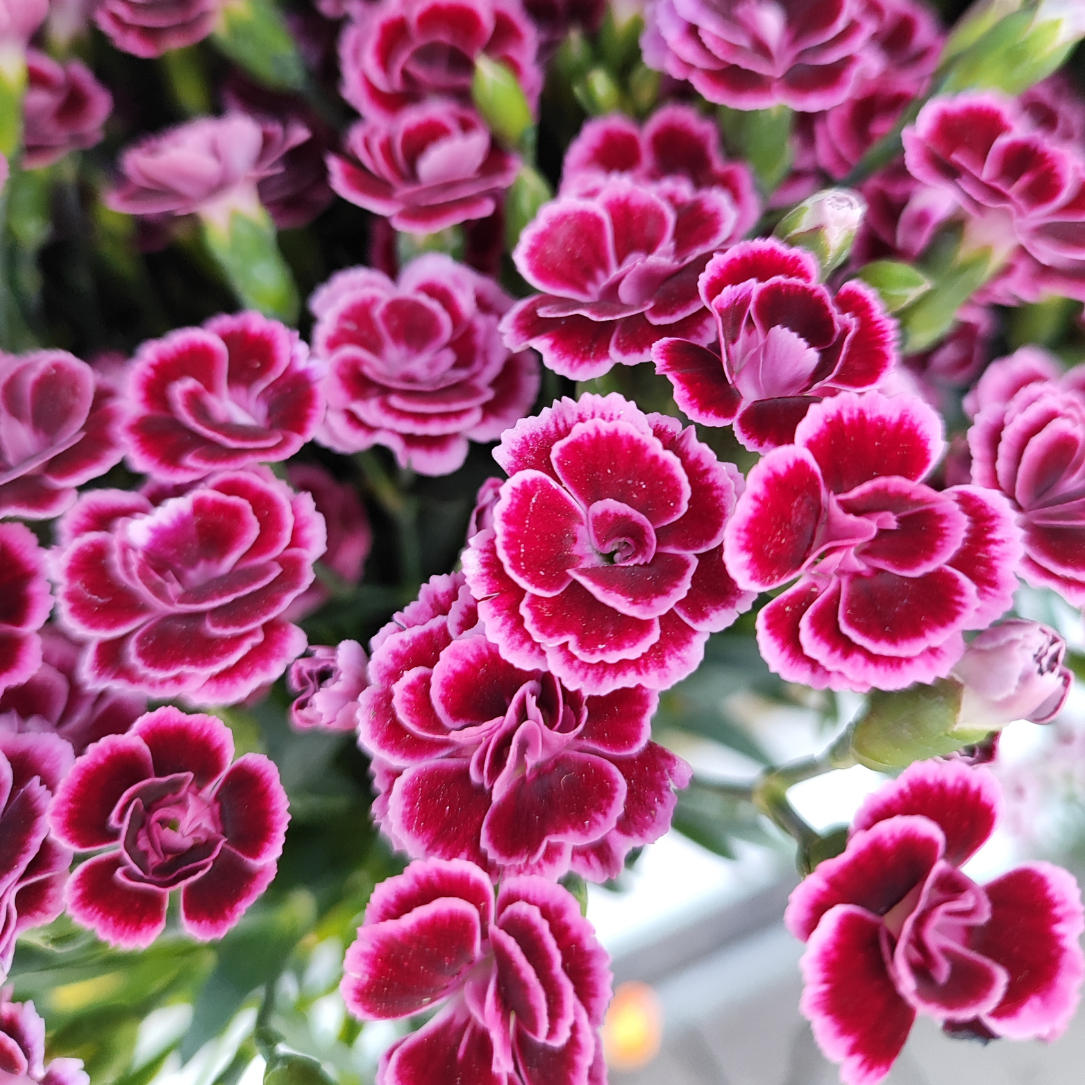 DIANTHUS 'LUCKY LIPS' Goździk