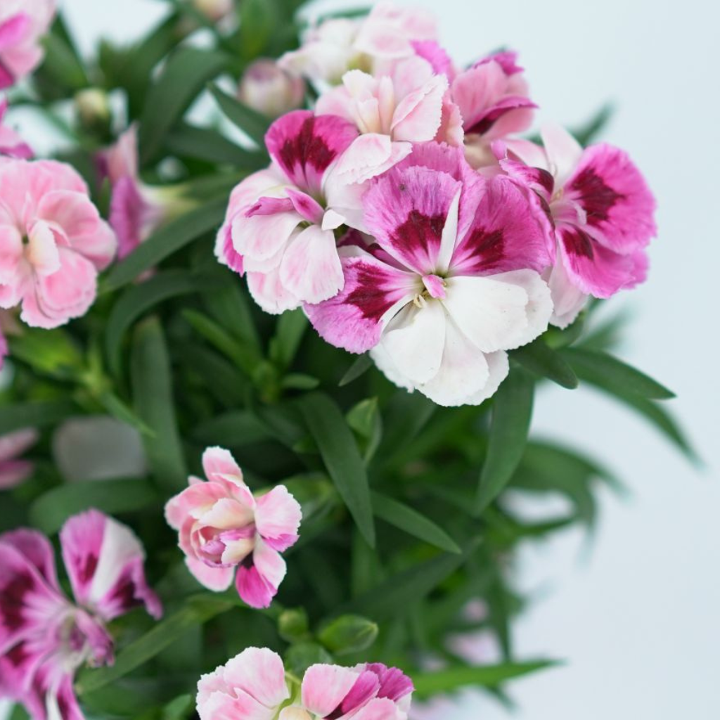 DIANTHUS 'SPRINT PINK AND PROUD' Goździk