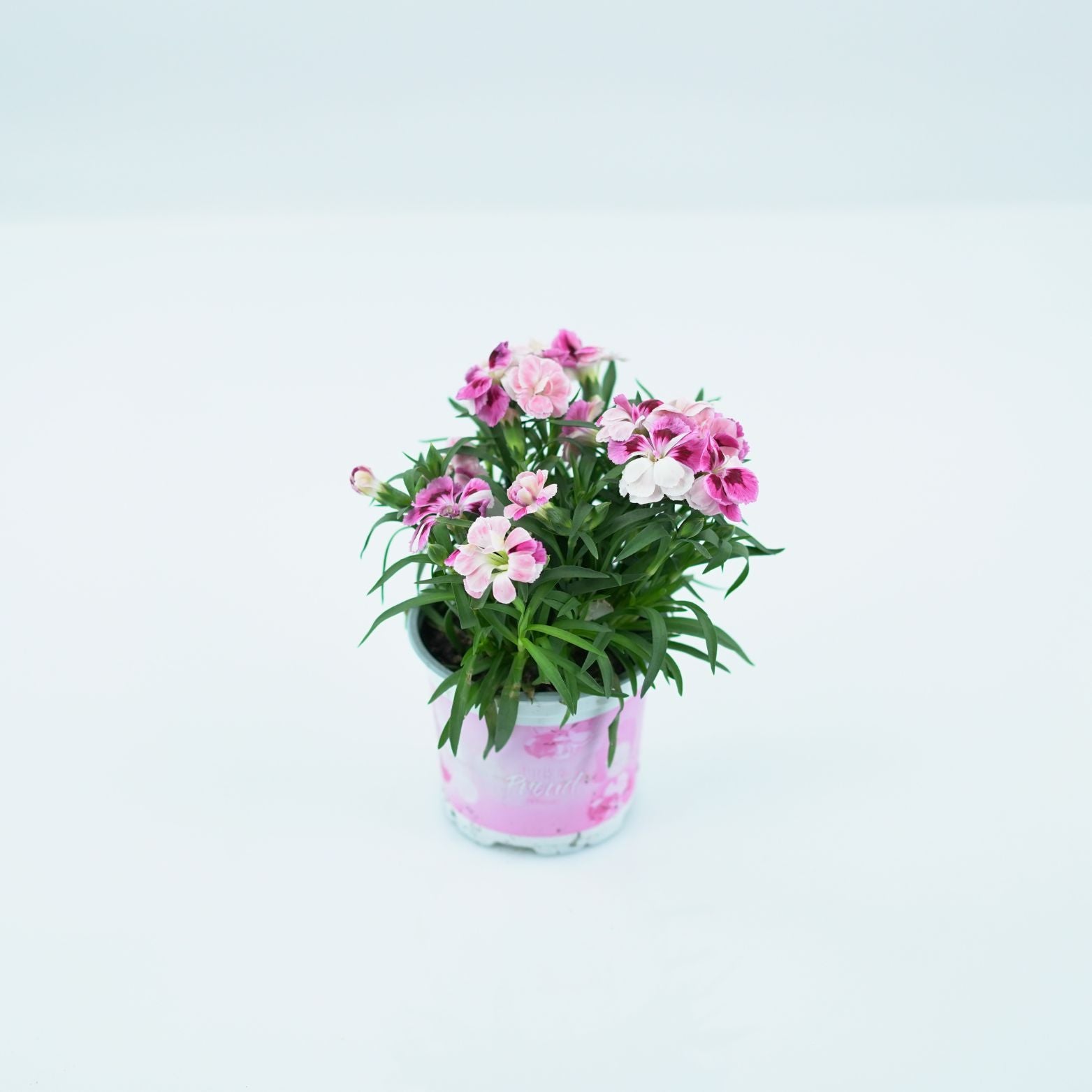 DIANTHUS 'SPRINT PINK AND PROUD' Goździk