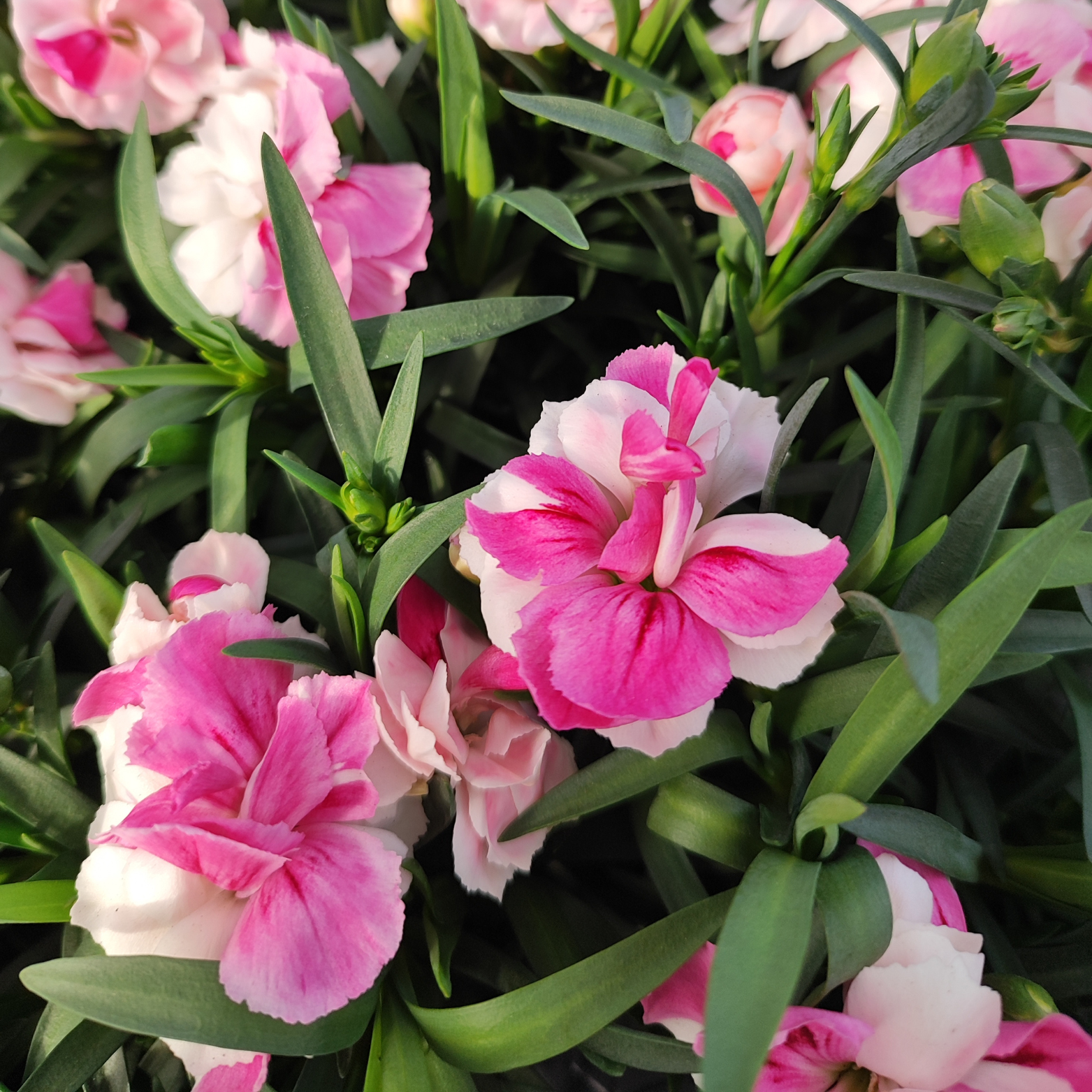 DIANTHUS 'SPRINT PINK AND PROUD' Goździk