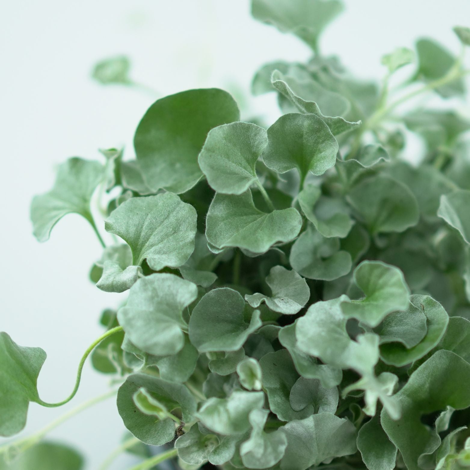 DICHONDRA ARGENTEA 'Silver Falls' Dichondra srebrzysta