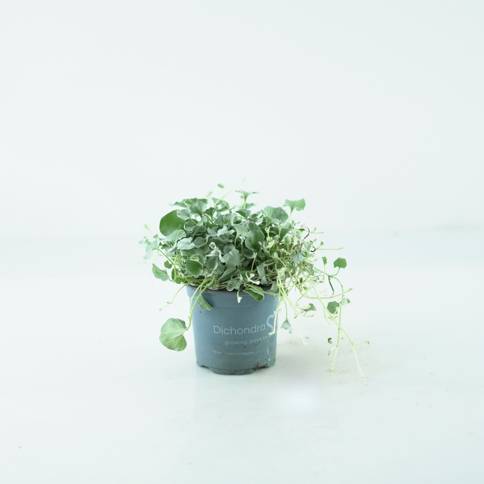 DICHONDRA ARGENTEA 'Silver Falls' Dichondra srebrzysta