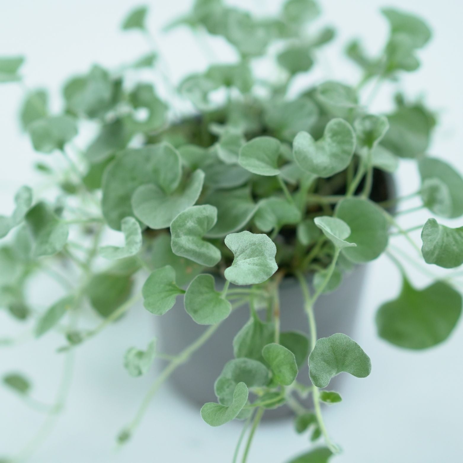 DICHONDRA ARGENTEA Dichondra srebrzysta