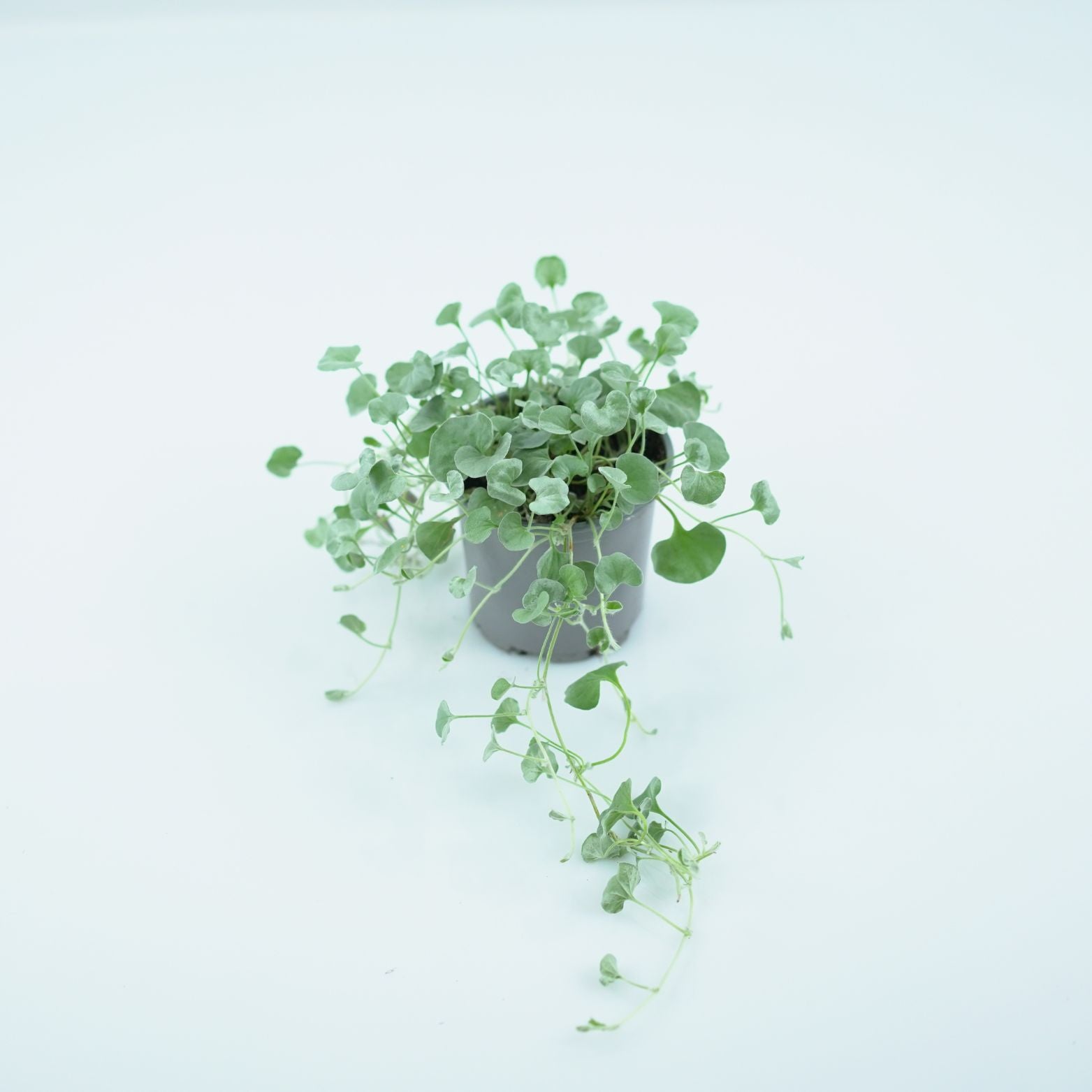 DICHONDRA ARGENTEA Dichondra srebrzysta