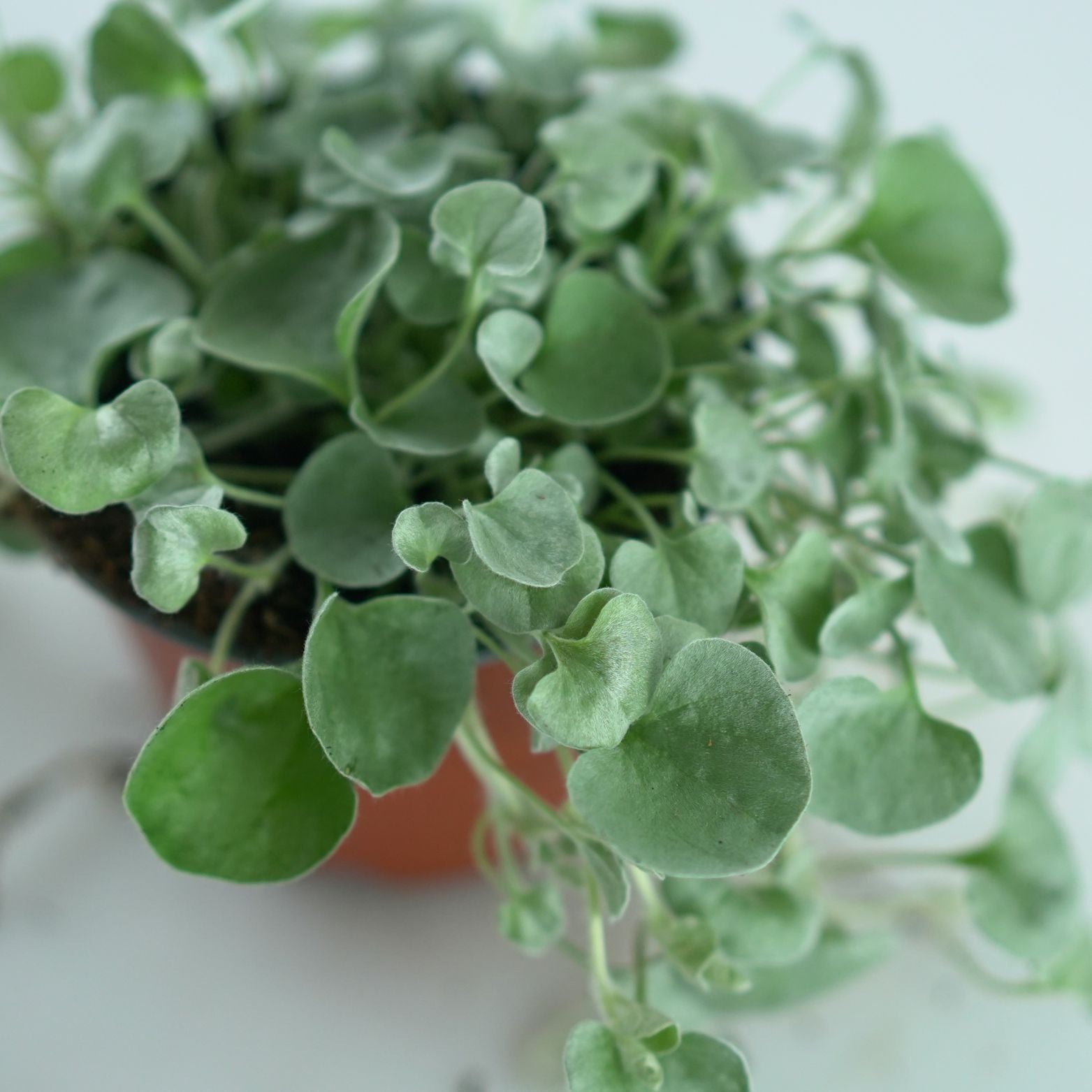 DICHONDRA ARGENTEA 'Niagara Falls' Dichondra srebrzysta