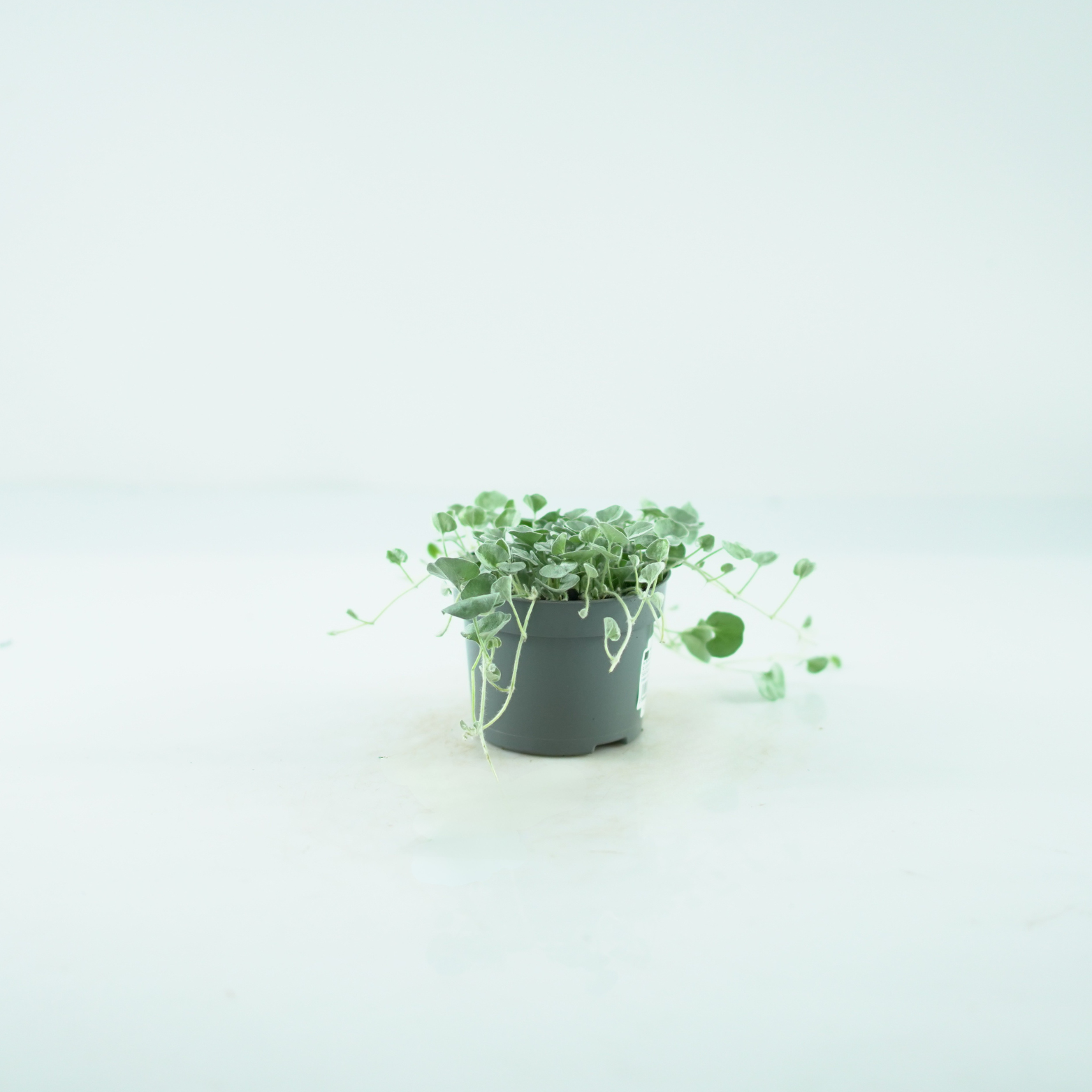 DICHONDRA ARGENTEA 'Silver Falls' Dichondra srebrzysta