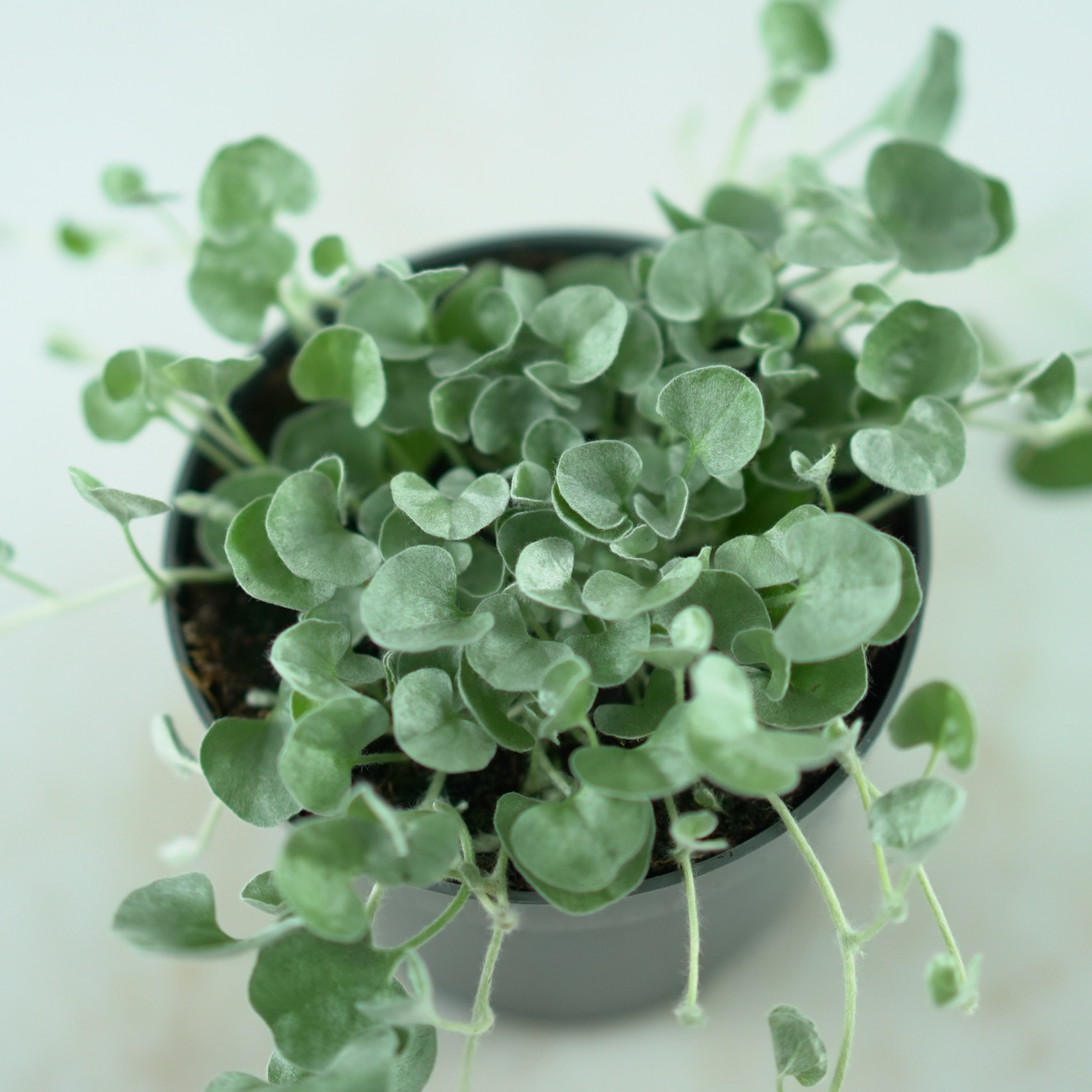DICHONDRA ARGENTEA 'Silver Falls' Dichondra srebrzysta