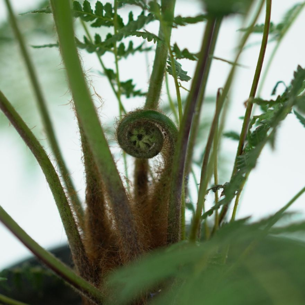 DICKSONIA ANTARCTICA Paproć drzewiasta