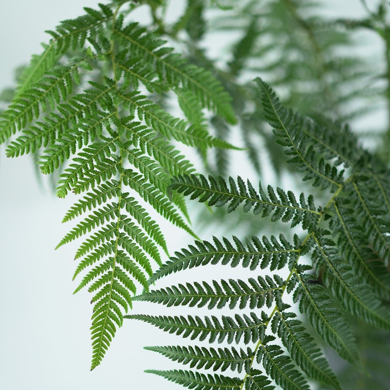 DICKSONIA ANTARCTICA Paproć drzewiasta