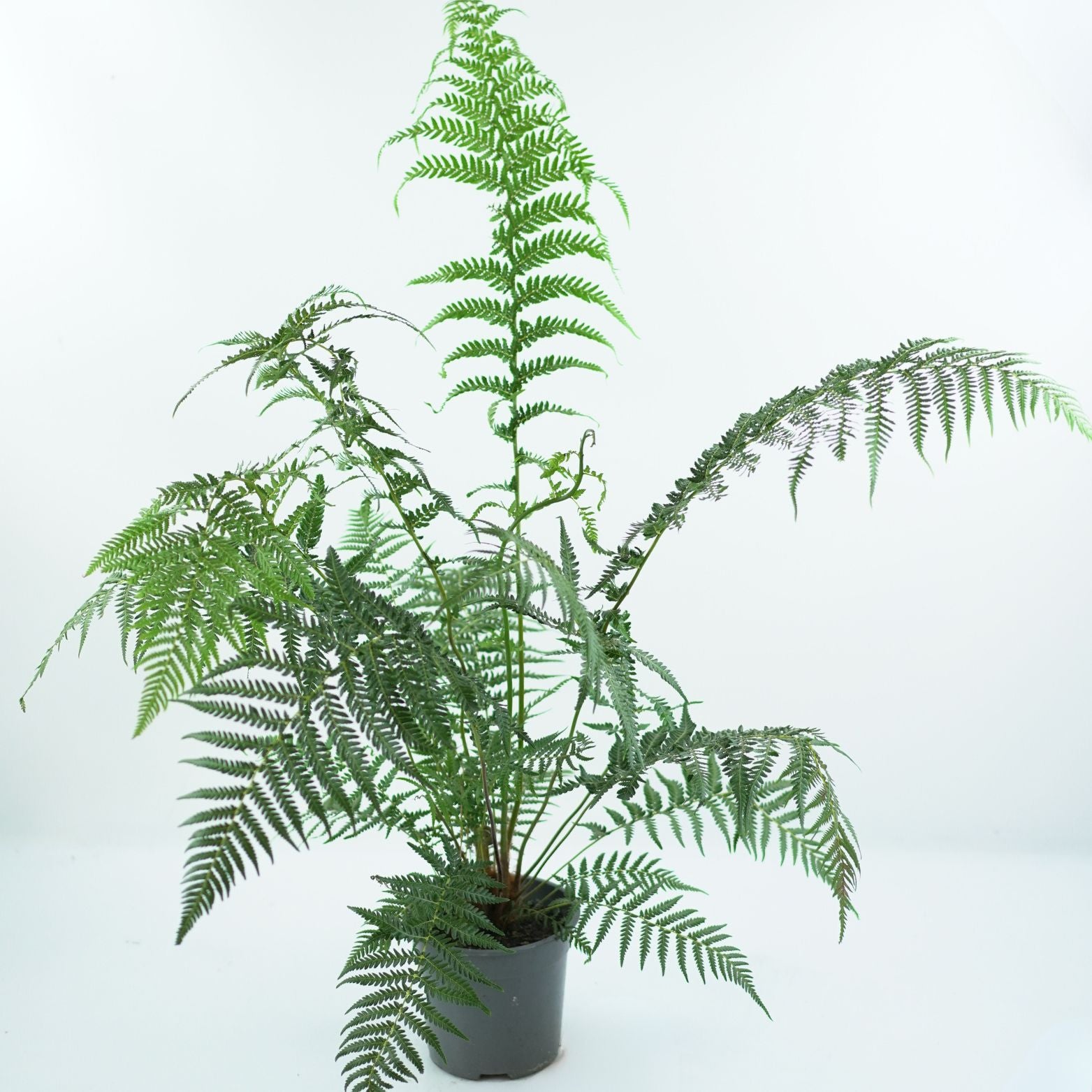 DICKSONIA ANTARCTICA Paproć drzewiasta