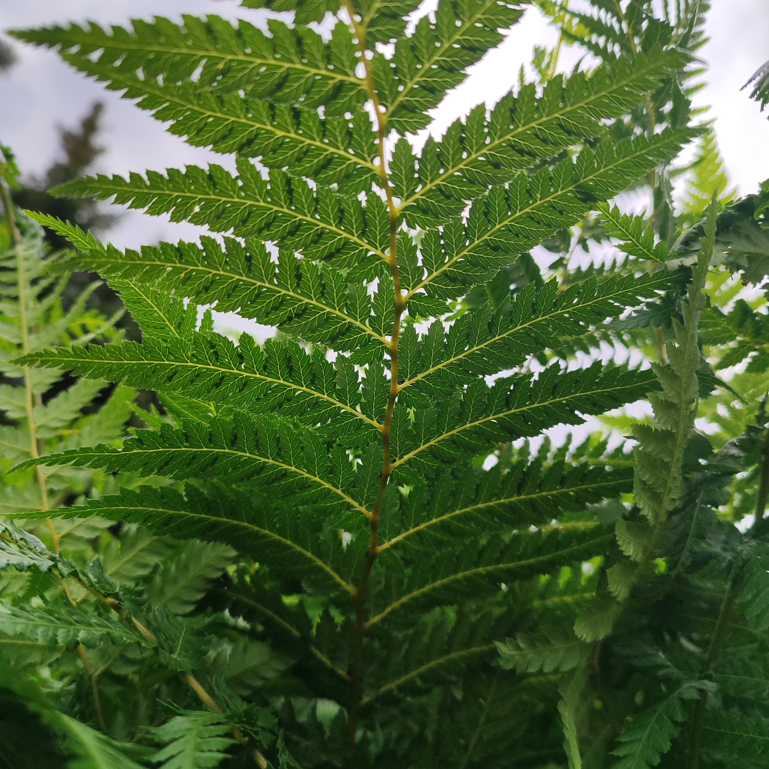 DICKSONIA ANTARCTICA Paproć drzewiasta