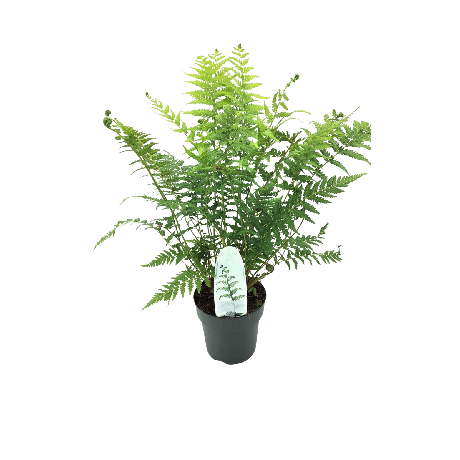 DICKSONIA ANTARCTICA Paproć drzewiasta