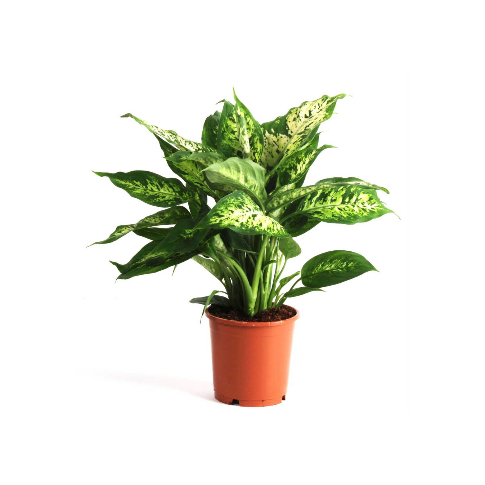 DIEFFENBACHIA 'COMPACTA' Difenbachia