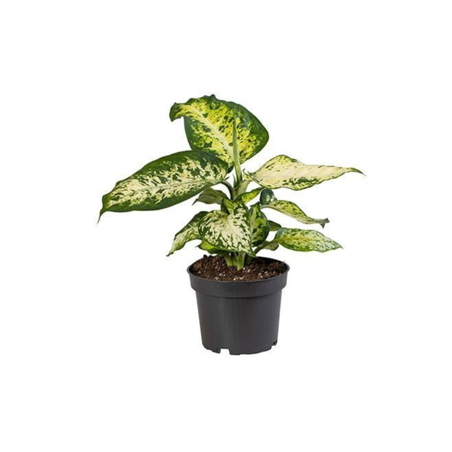 DIEFFENBACHIA MACULATA 'AMY' Difenbachia
