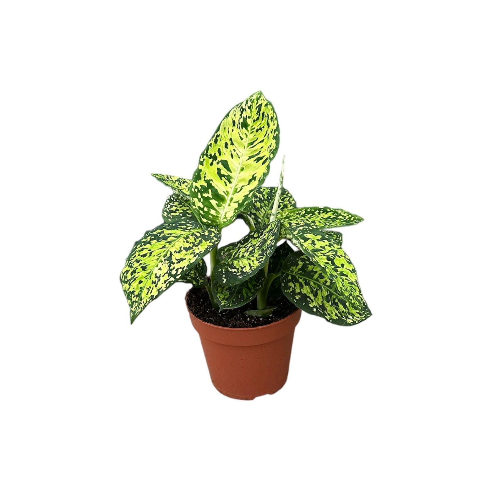 DIEFFENBACHIA 'REFLECTOR' Difenbachia