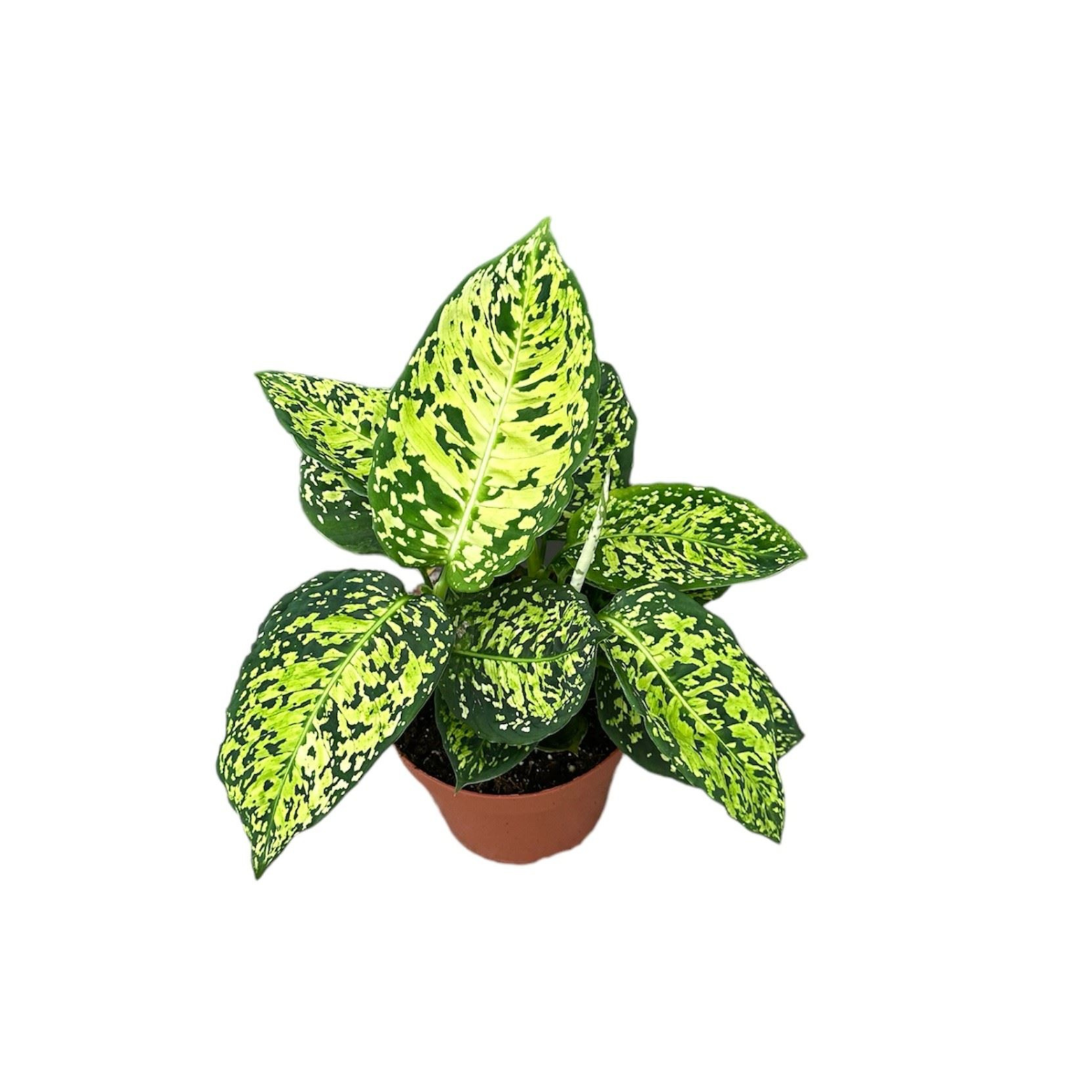 DIEFFENBACHIA 'REFLECTOR' Difenbachia