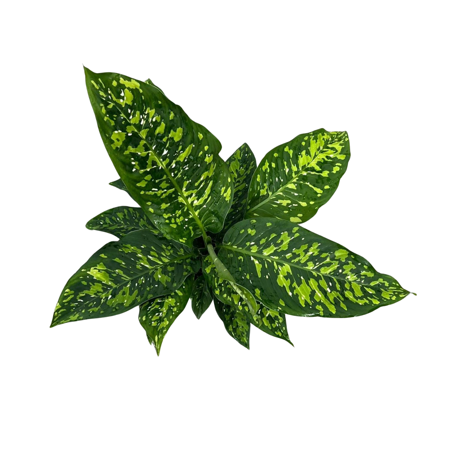 DIEFFENBACHIA 'SPOTTY' Difenbachia