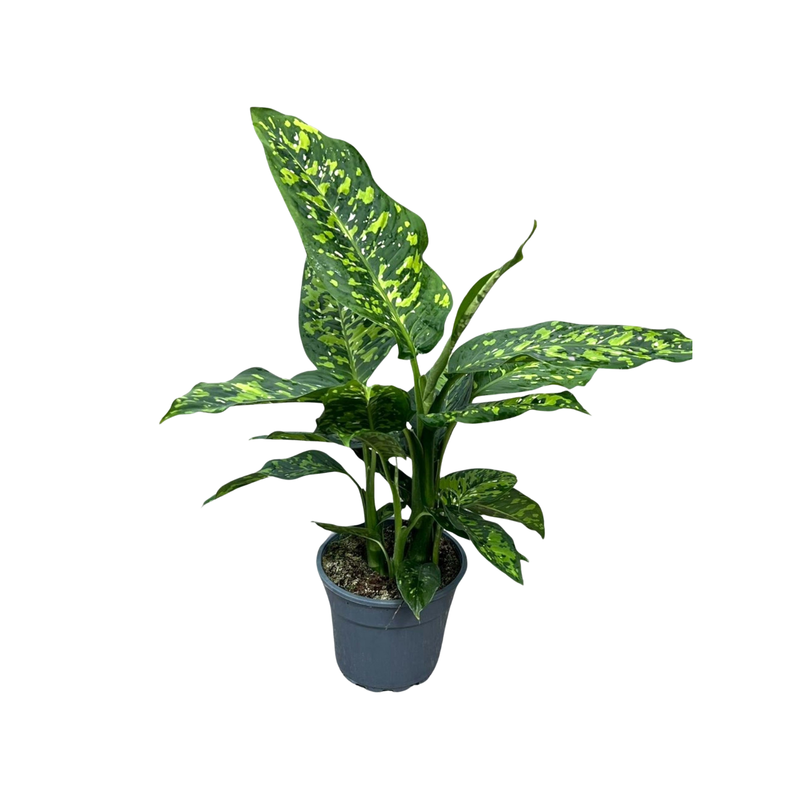 DIEFFENBACHIA 'SPOTTY' Difenbachia